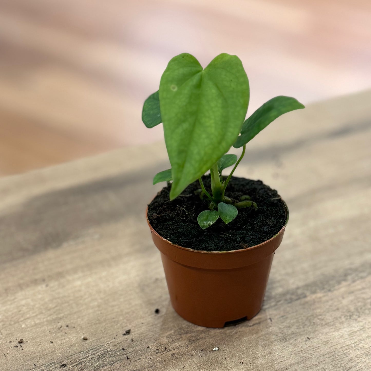 Anthurium balaoanum | Anthurie