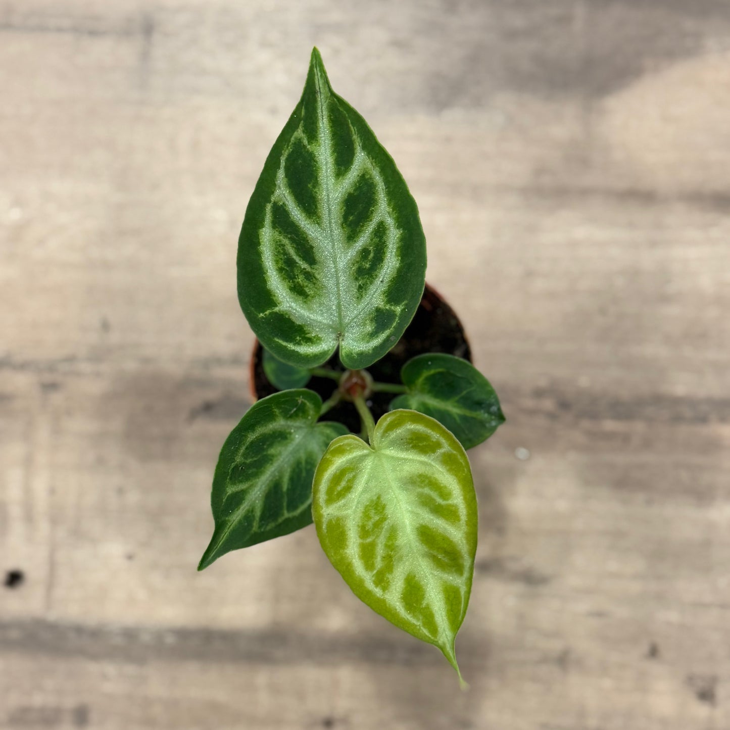 Anthurium crystallinum 'Silver Blush' | Kristall-Anthurie