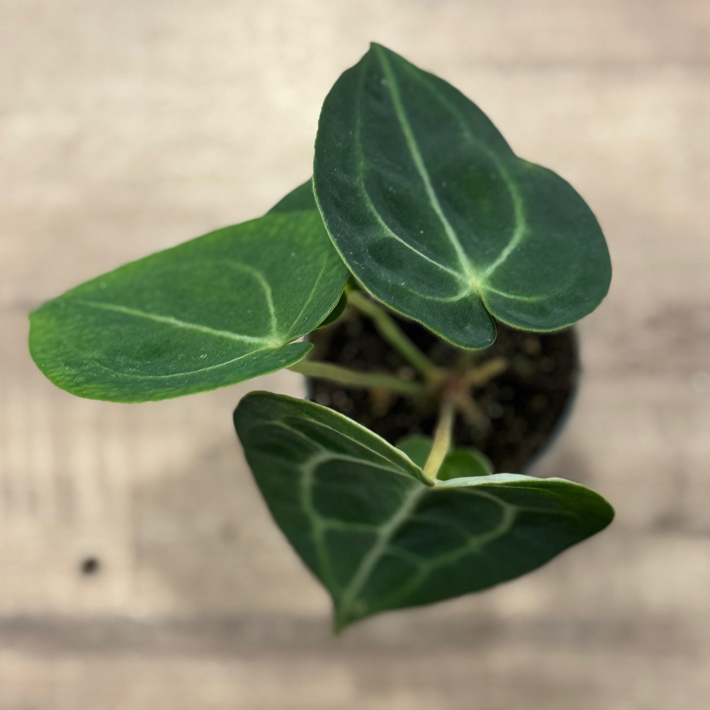Anthurium magnificum | Anthurie