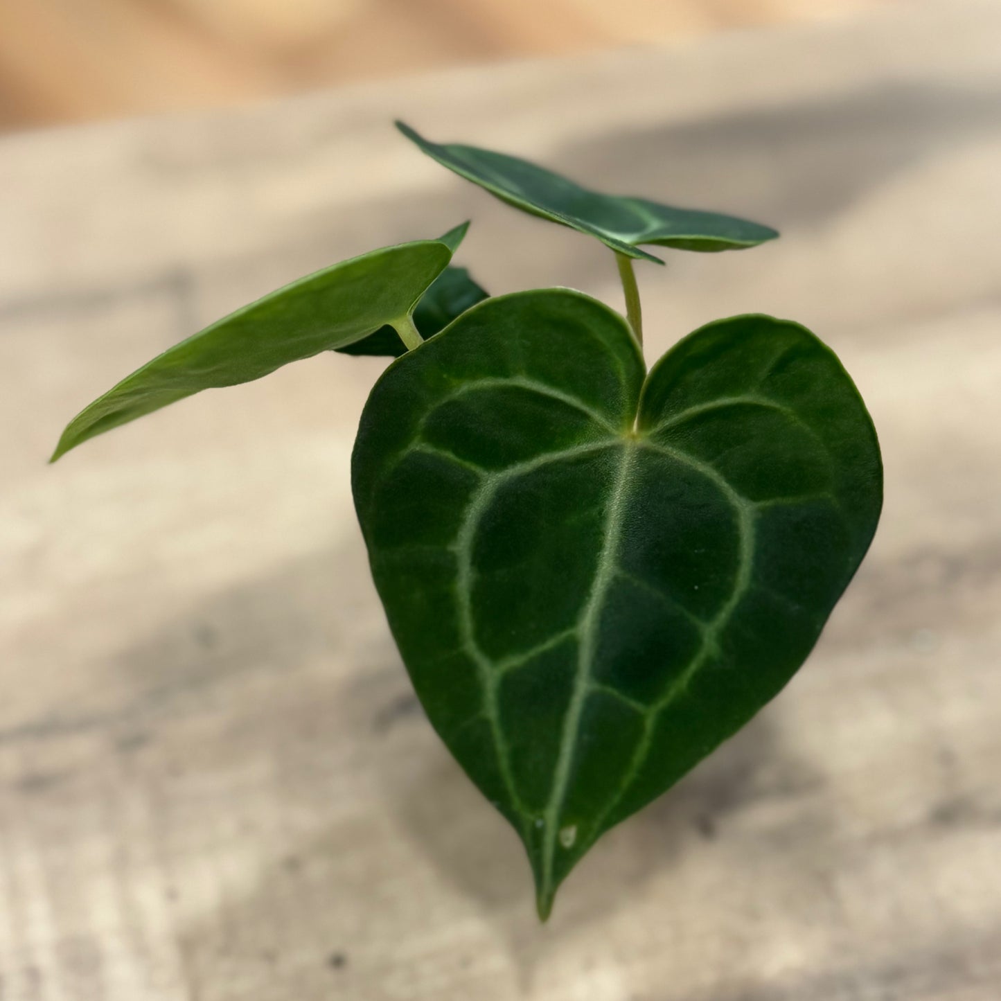 Anthurium magnificum | Anthurie