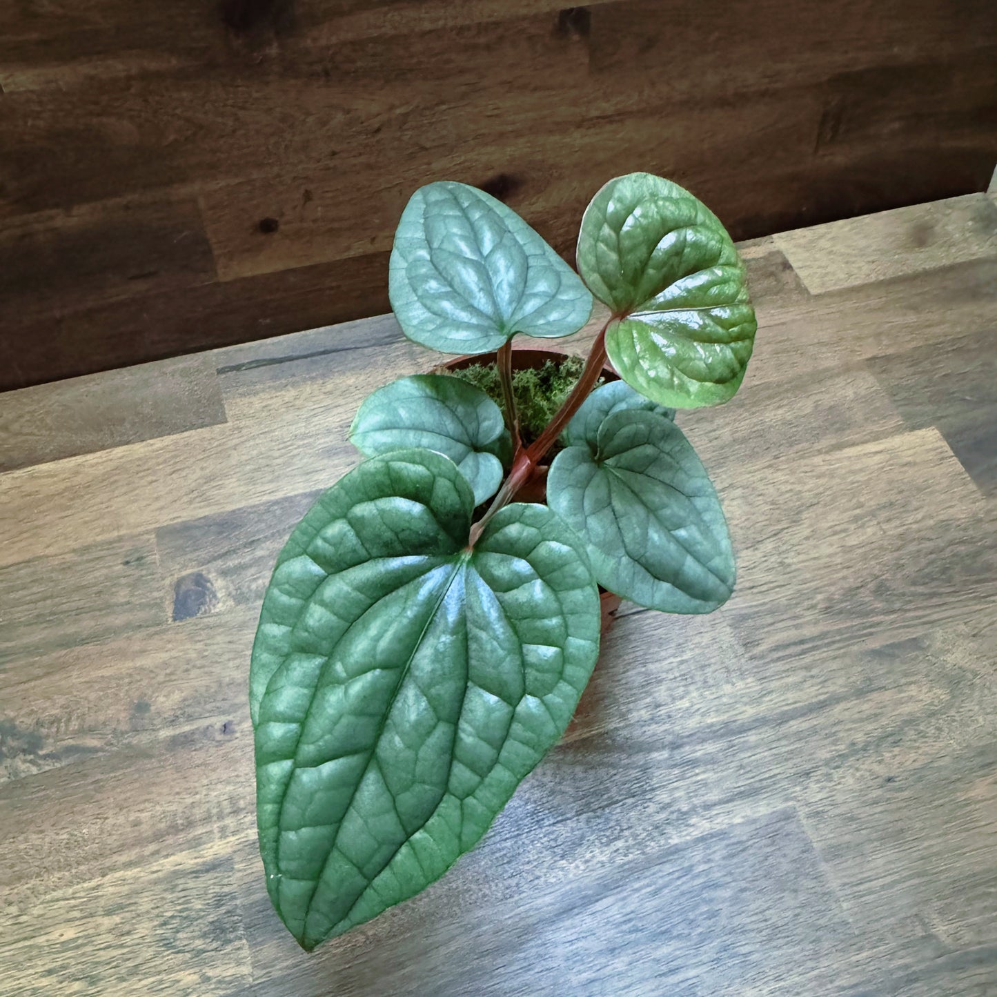 Anthurium luxurians | Anthurie