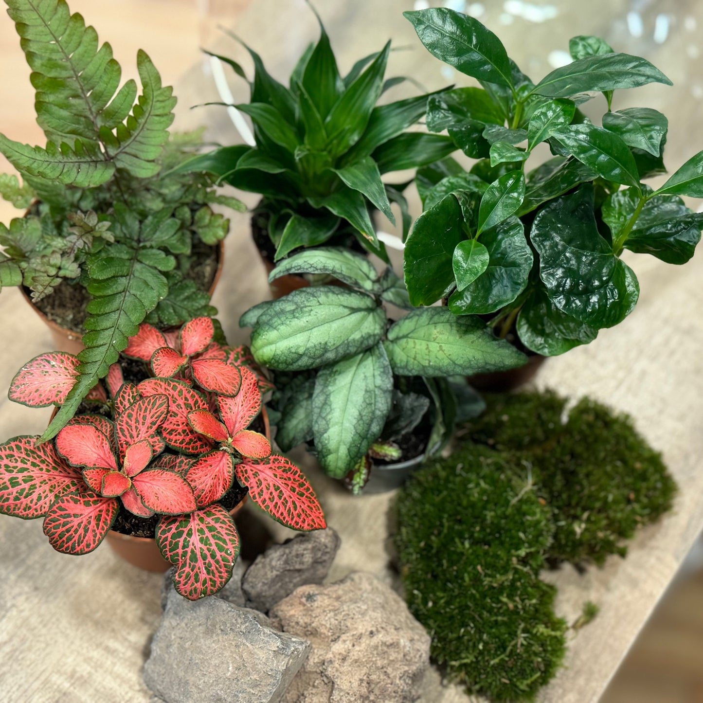 Flaschengarten DIY Set No43 Coffea arabica x Dracaena fragrans x Fittonia x Pellonia repens x Pteris quadriaurita 'Tricolor'