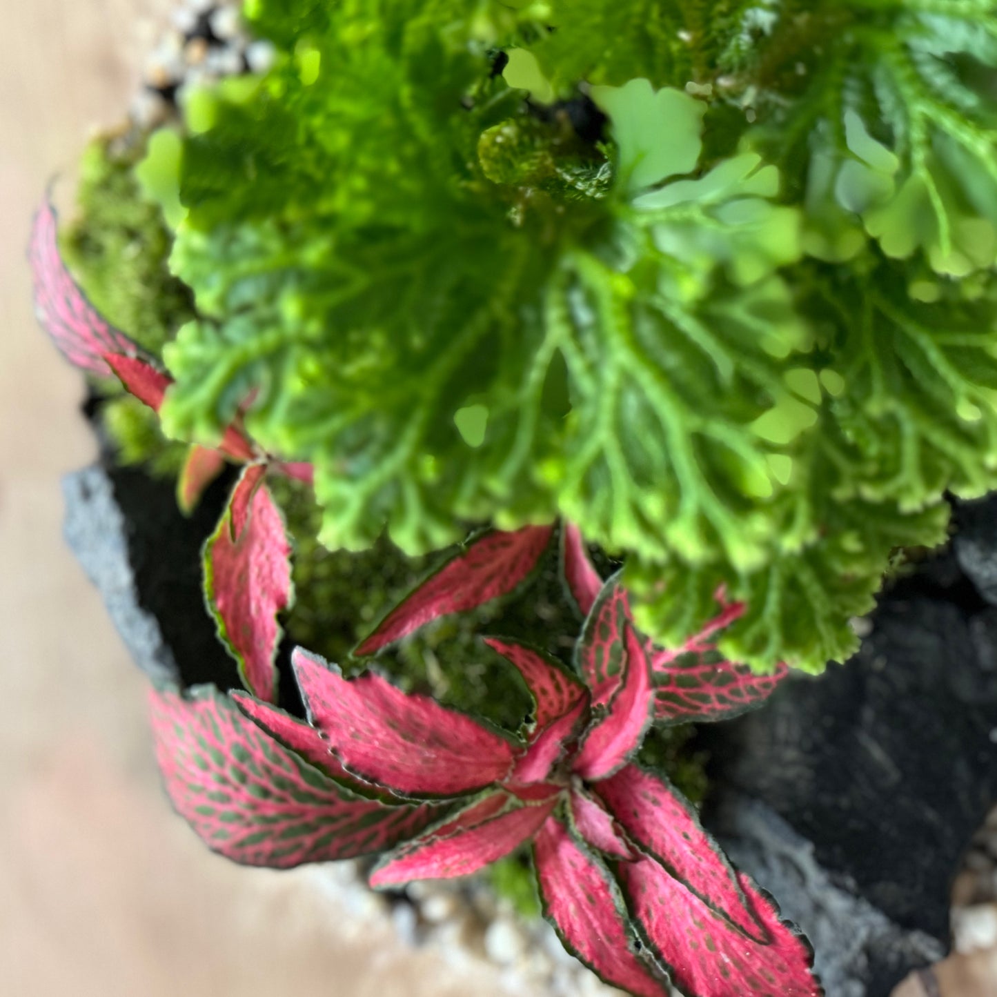 Flaschengarten DIY Set No36 Selaginella martensii x Fittonia