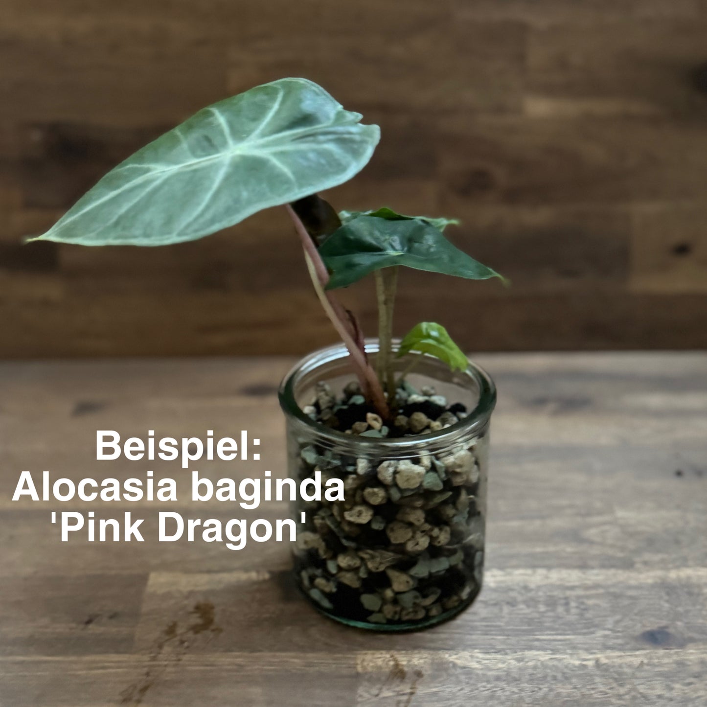 Alocasia Starter Set | Glas + Substrat + Pflanze