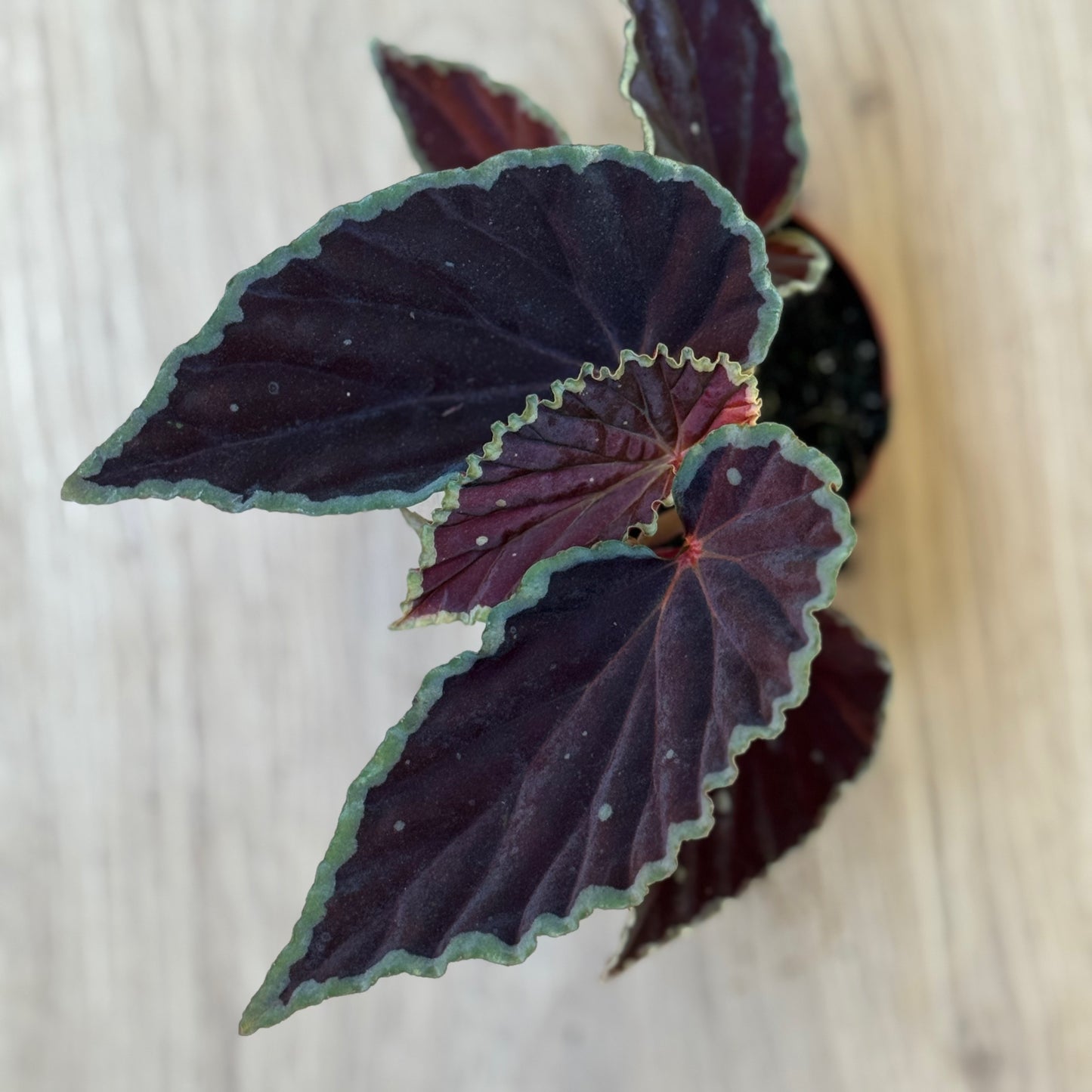 Begonia darthvaderiana 'Green Spots'