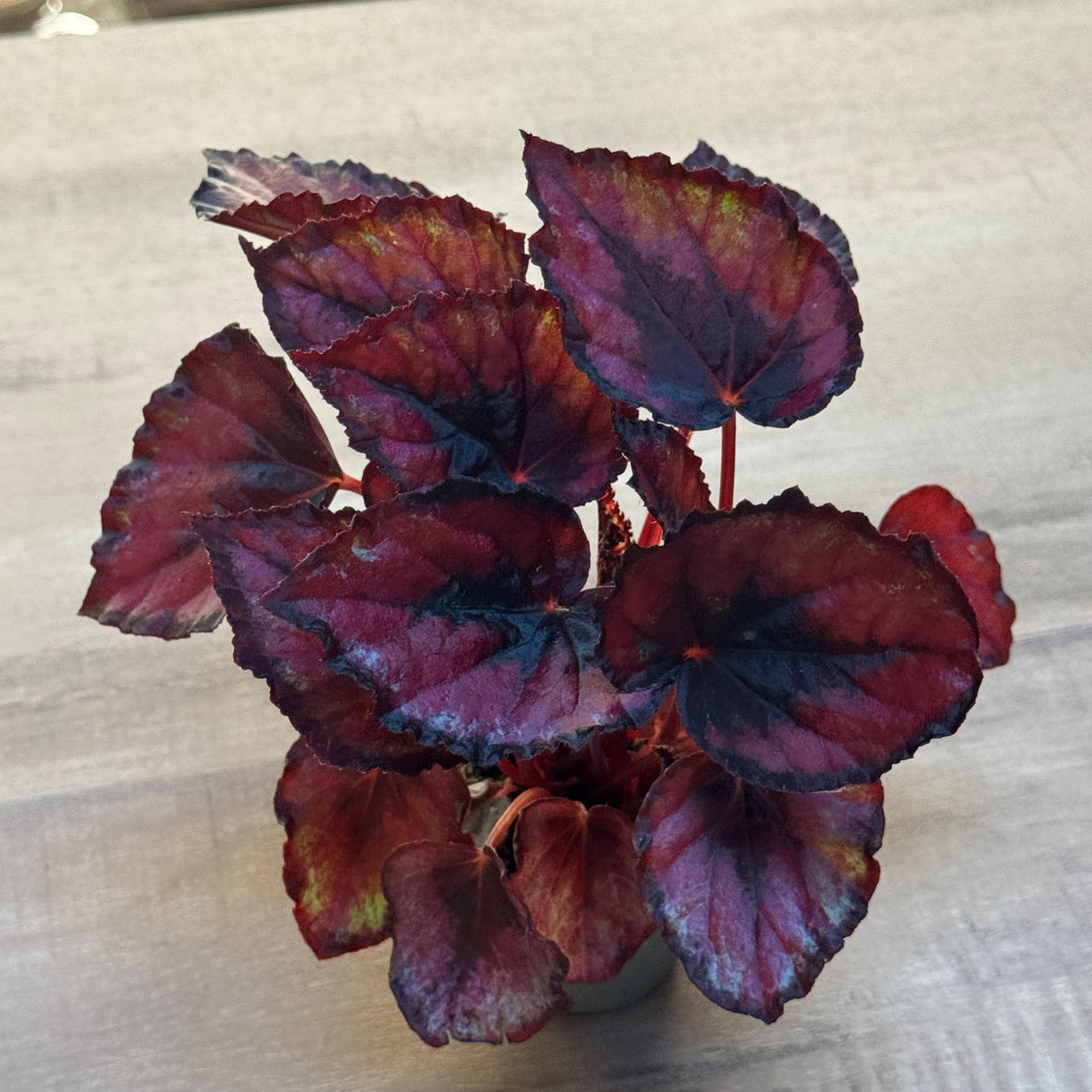 Begonia rex 'Magic Colours Red Kiss' | Königsbegonie