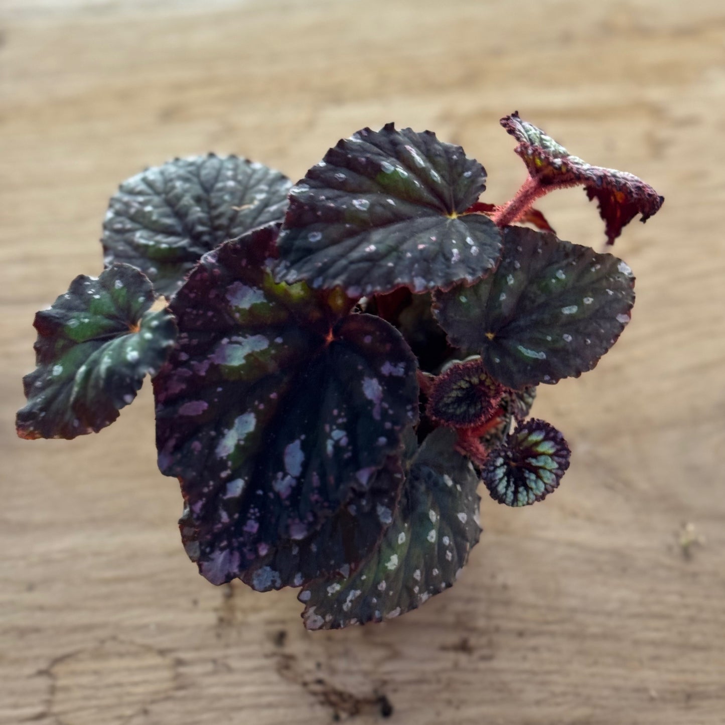 Begonia rex 'Spirit of Flores'| Blattbegonie 'Spirit of Flores' | Königsbegonie