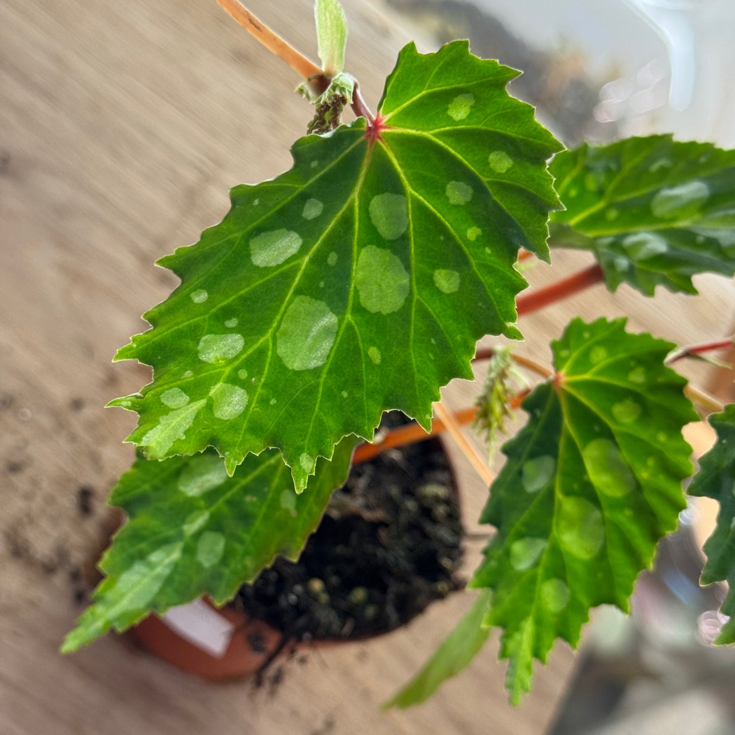 Begonia sp. ‚Mantuk‘
