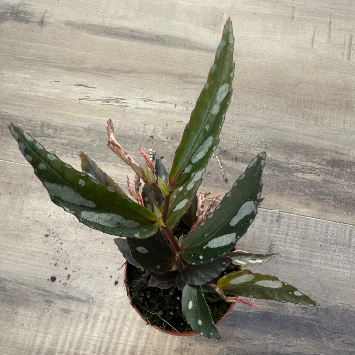 Begonia sp. julau Type 2