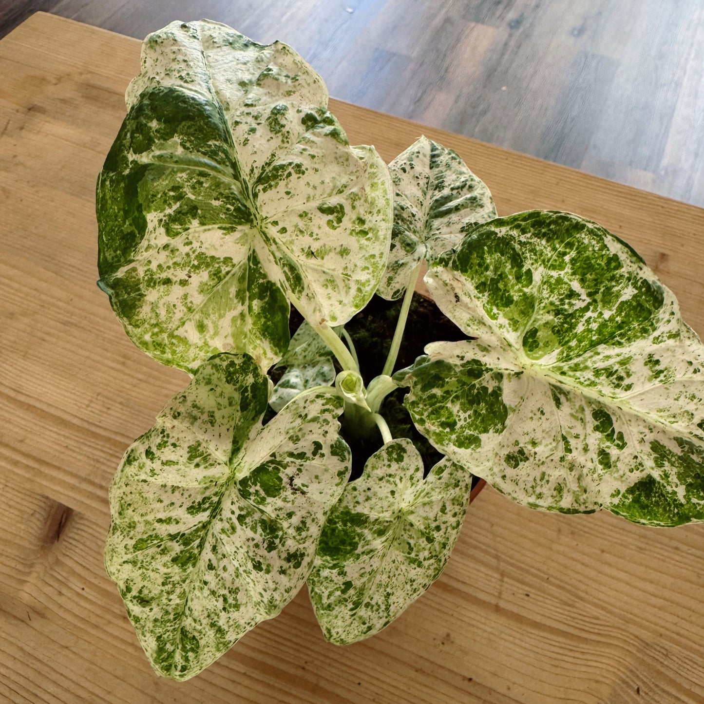 Alocasia macrorrhiza ‘Splash‘ | Pfeilblatt | Tropenwurz