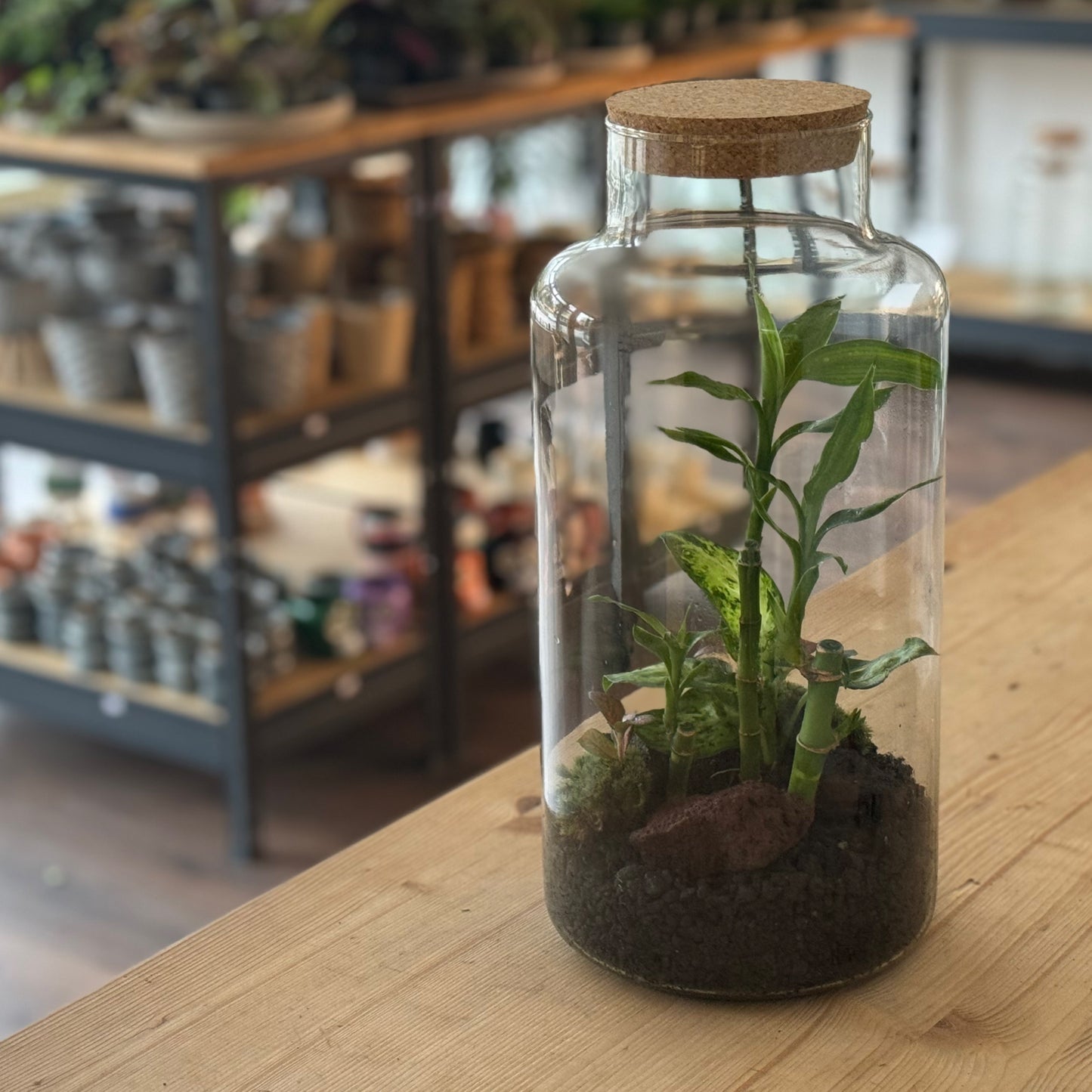 Flaschengarten DIY Set No38 - Dracena braunii x Dieffenbachia 'Mars' x Fittonia ‚Joly Josan‘