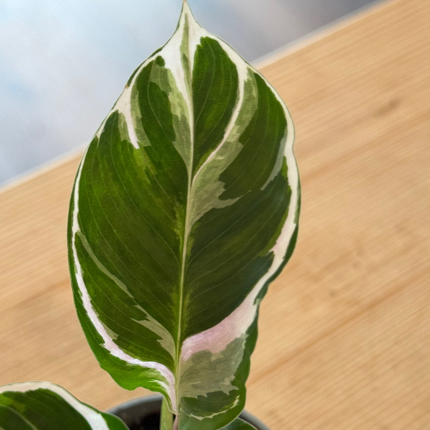 Goeppertia lietzei 'White Fusion' | Calathea 'White Miracle' | Korbmarante, Pfeilwurz