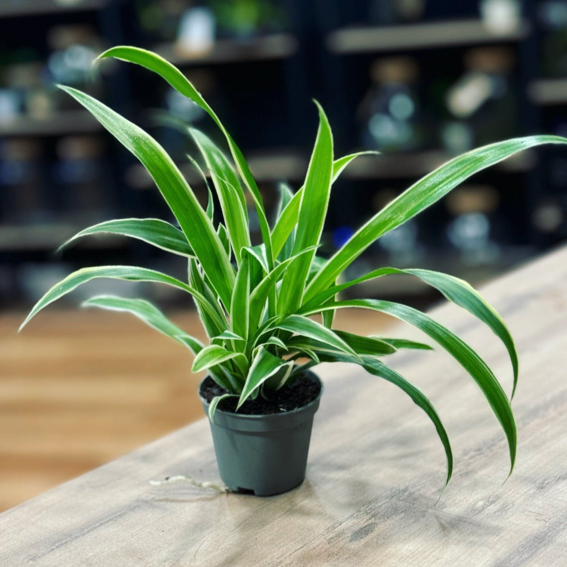 Chlorophytum comosum 'Laxum' | Grünlilie