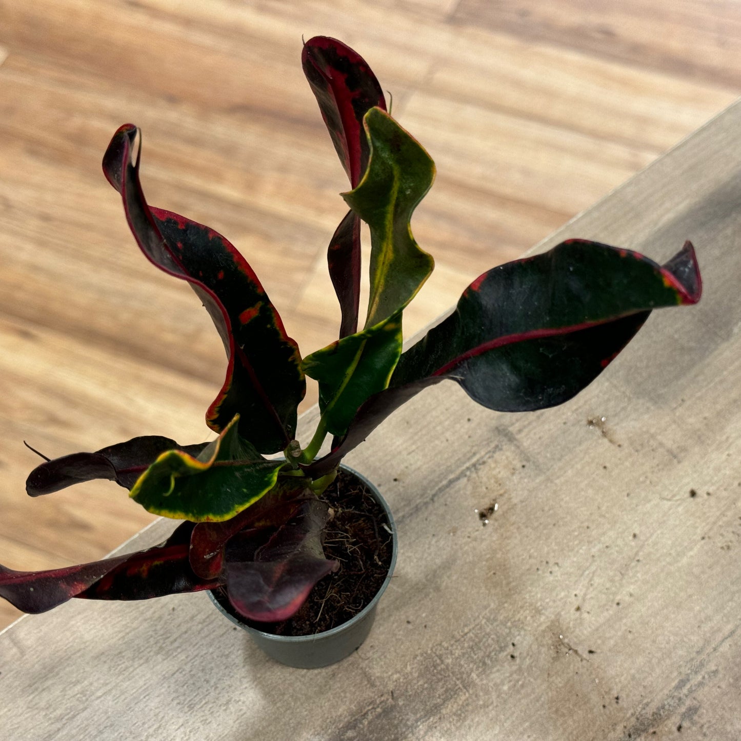 Codiaeum variegatum 'Mammi' | Wunderstrauch | Kroton