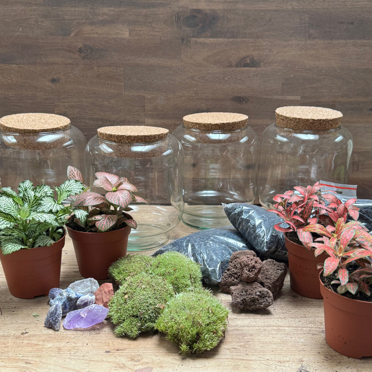 Flaschengarten DIY Set No125 Kleiner Fittoniagarten