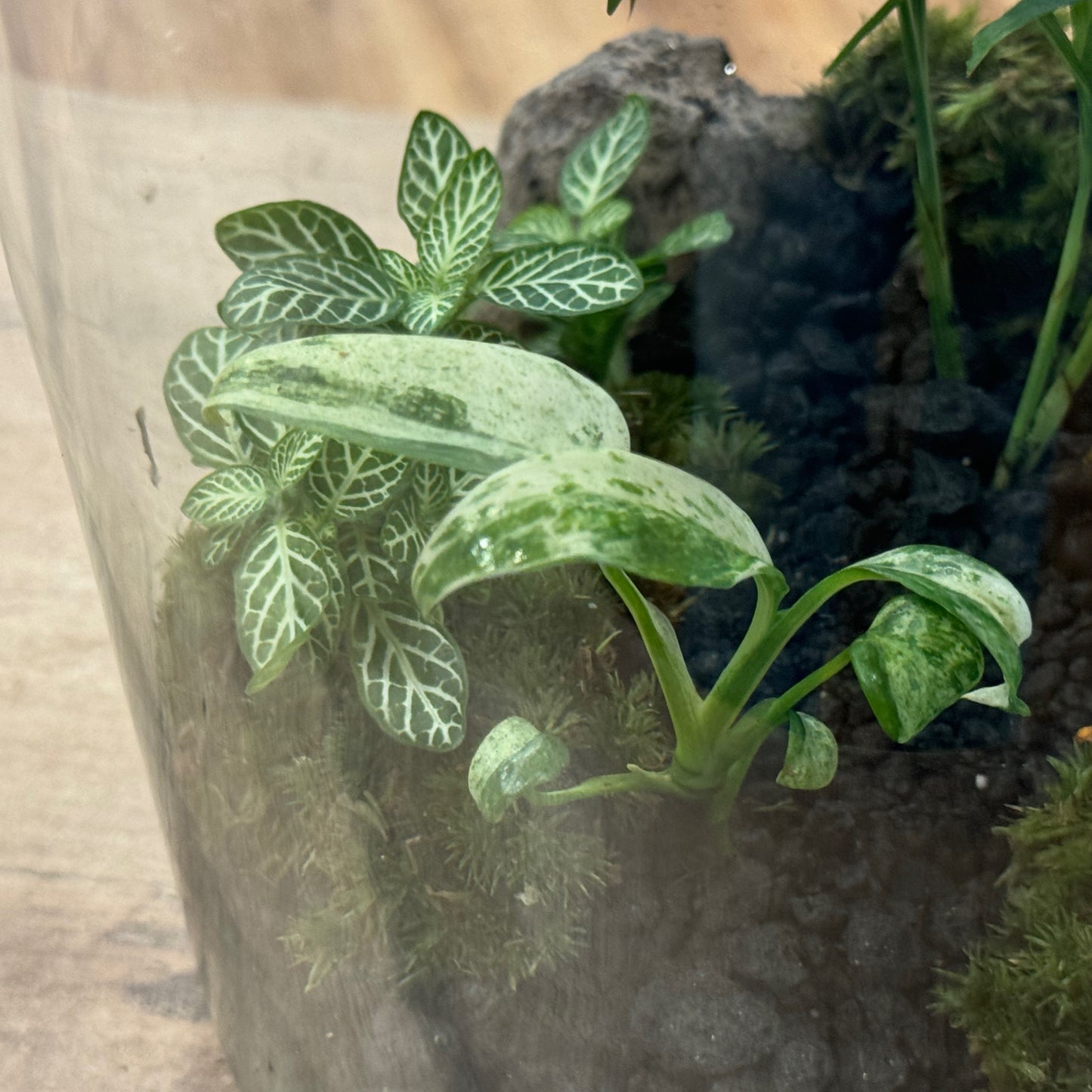 Flaschengarten DIY Set No41 - Rhaphidophora puberula Variegata x Chamaedorea elegans x Fittonia 'Mini White'