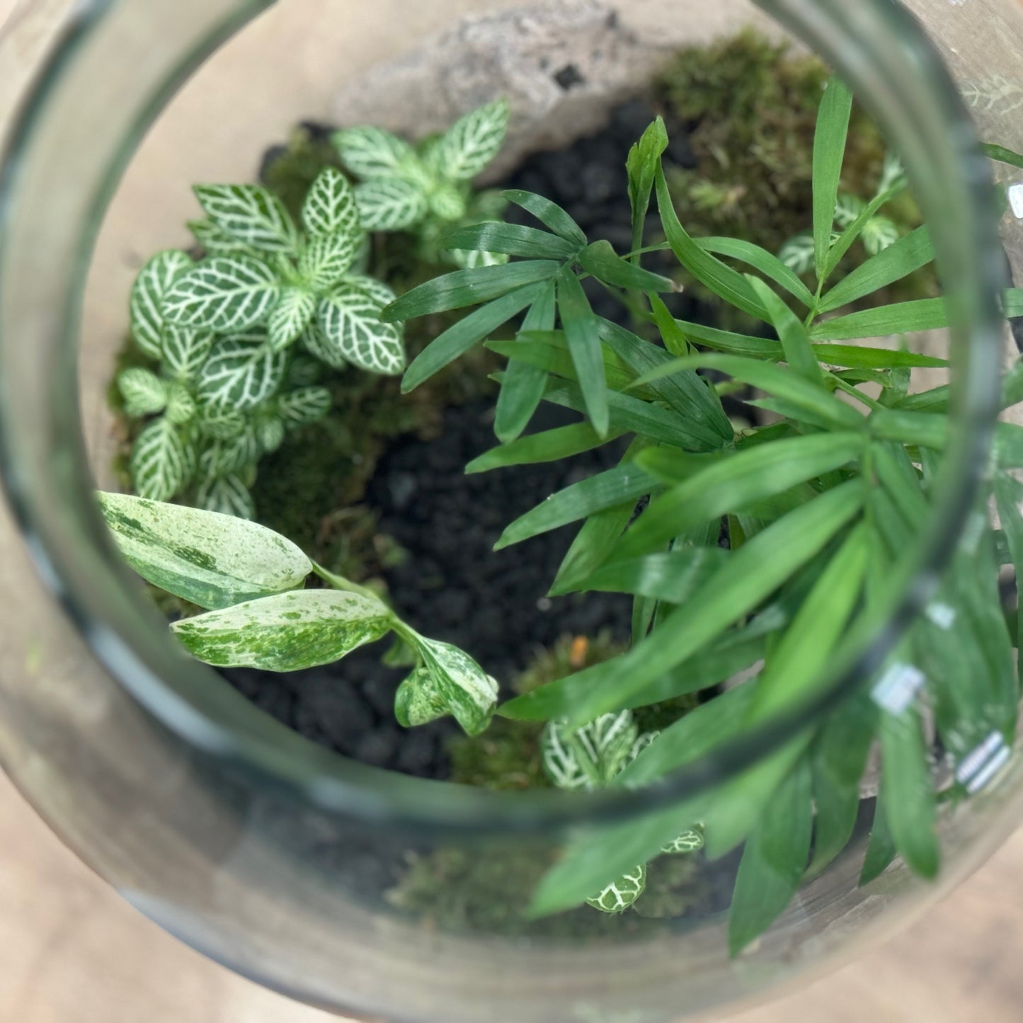 Flaschengarten DIY Set No41 - Rhaphidophora puberula Variegata x Chamaedorea elegans x Fittonia 'Mini White'