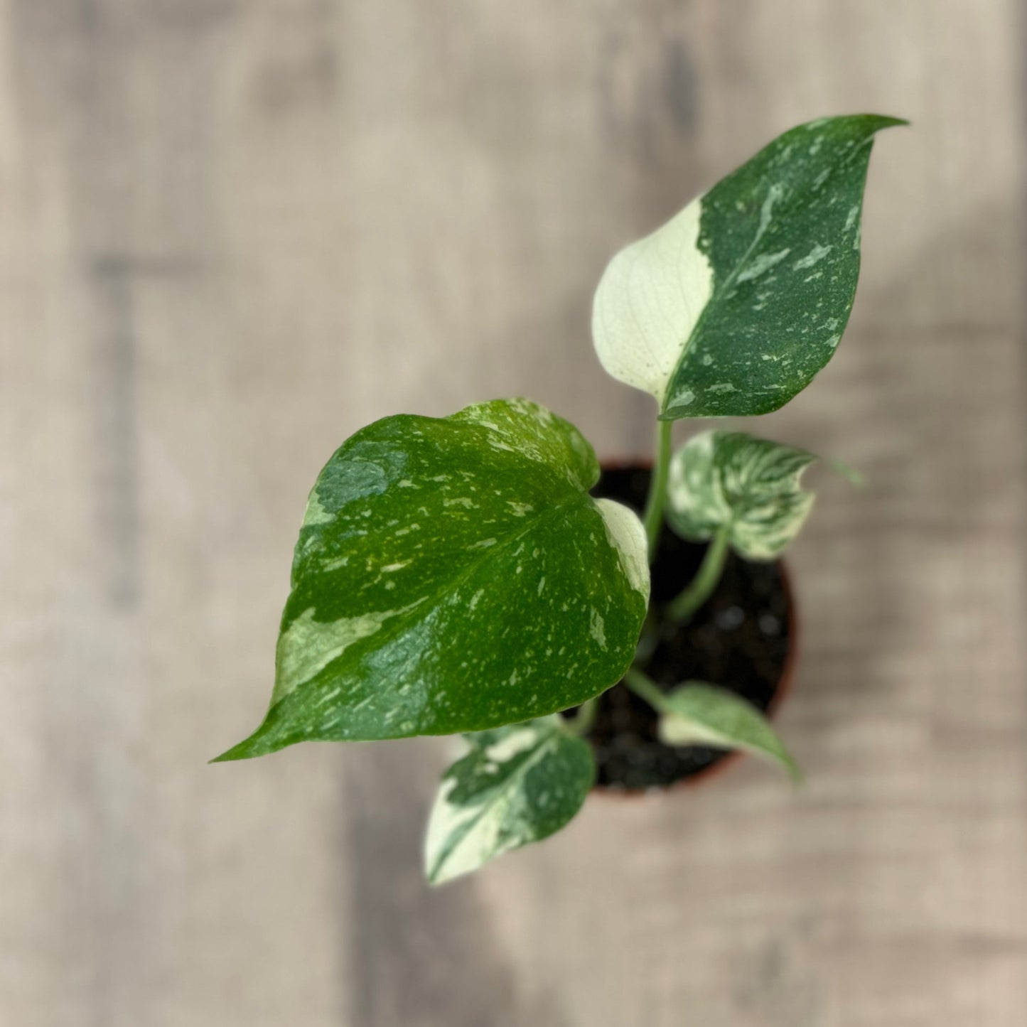 Monstera deliciosa 'Thai Constellation' | Fensterblatt