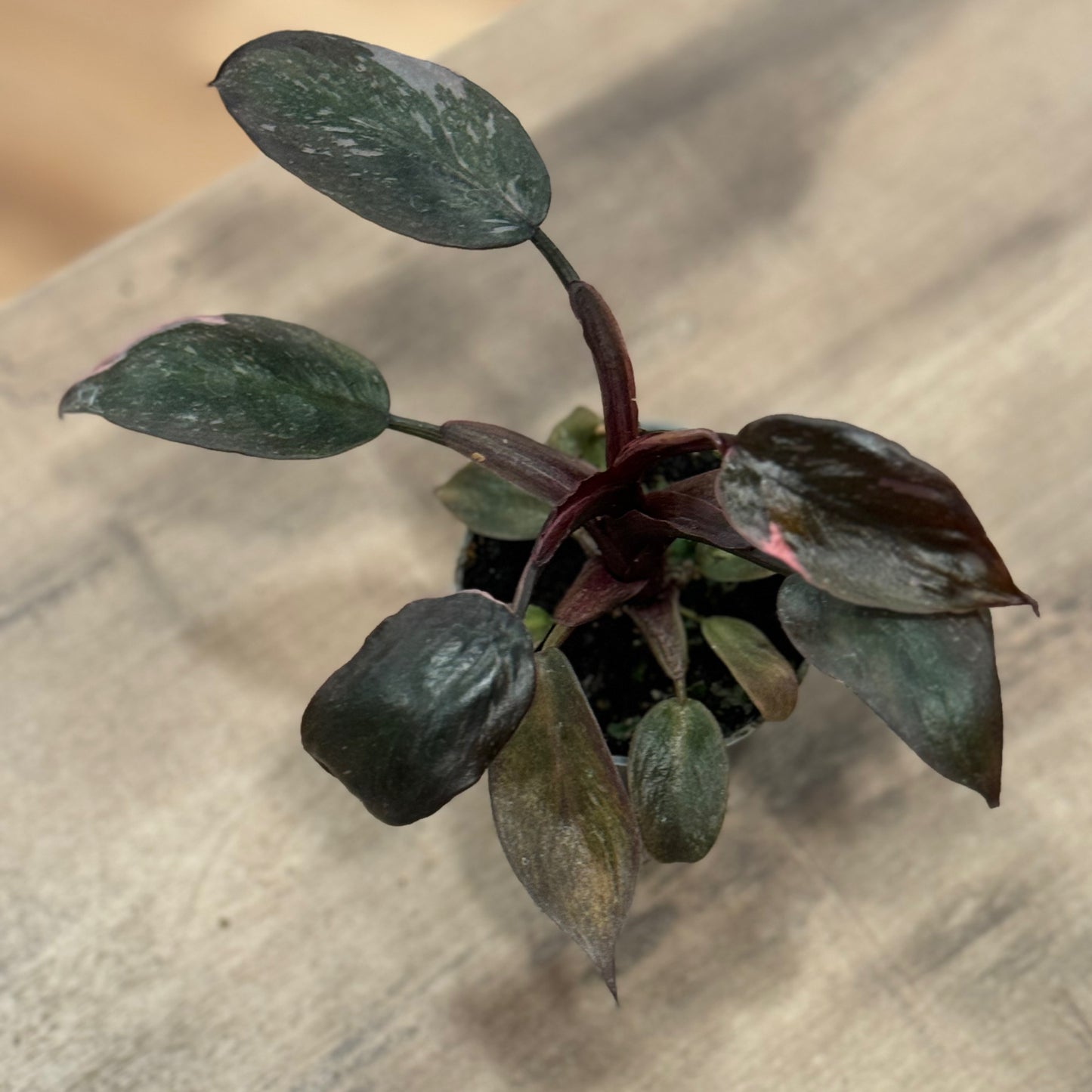 Philodendron 'Pink Princess Marble' | Baumfreund