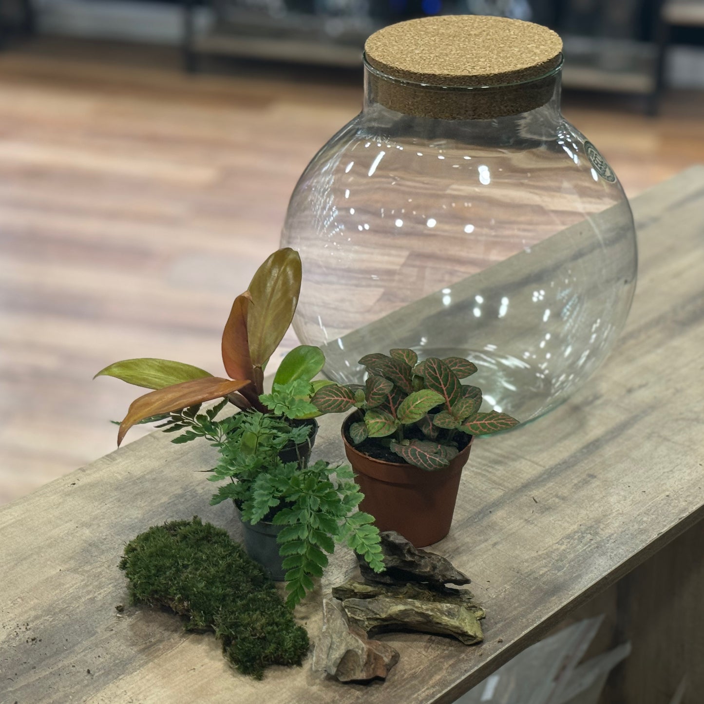 Flaschengarten DIY Set No40 - Philodendron 'Prince of Orange' x FIttonia 'Joly Josan' x Rumohra adiantiformis 'Variegata'
