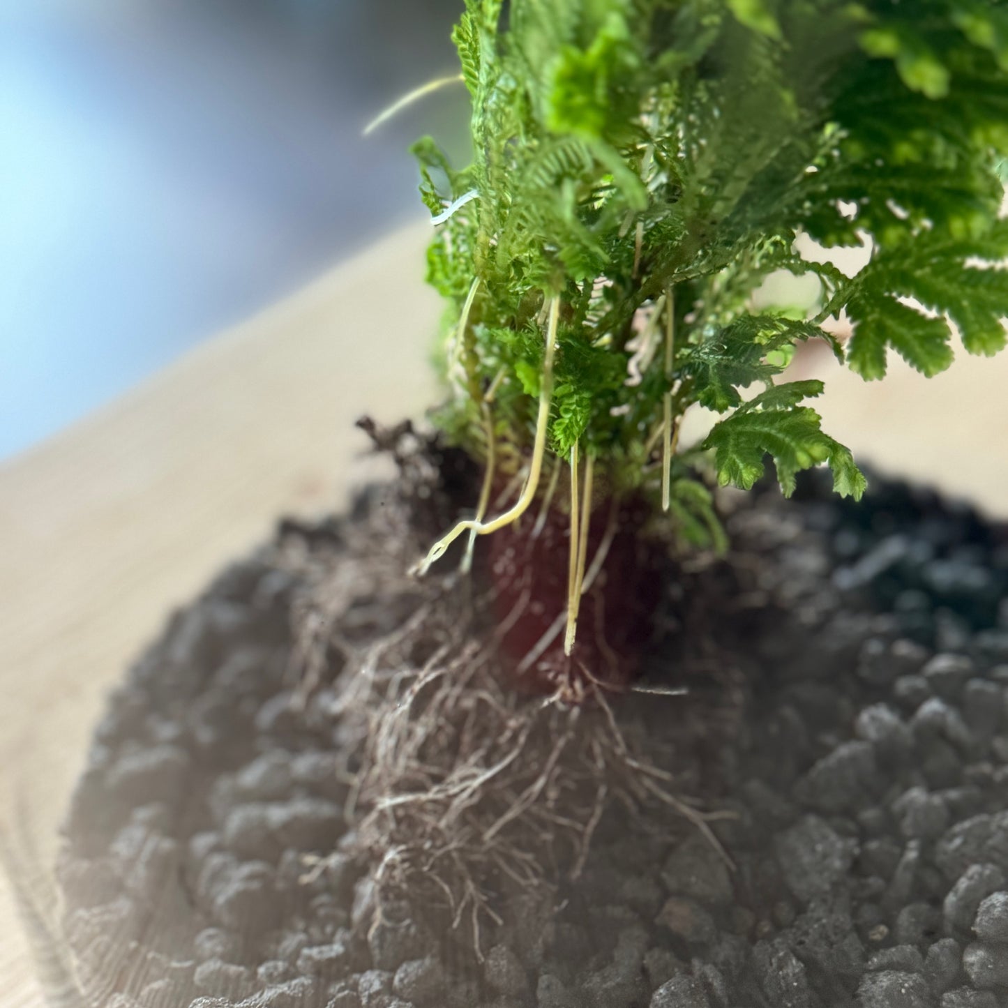 Flaschengarten DIY Set No36 Selaginella martensii x Fittonia