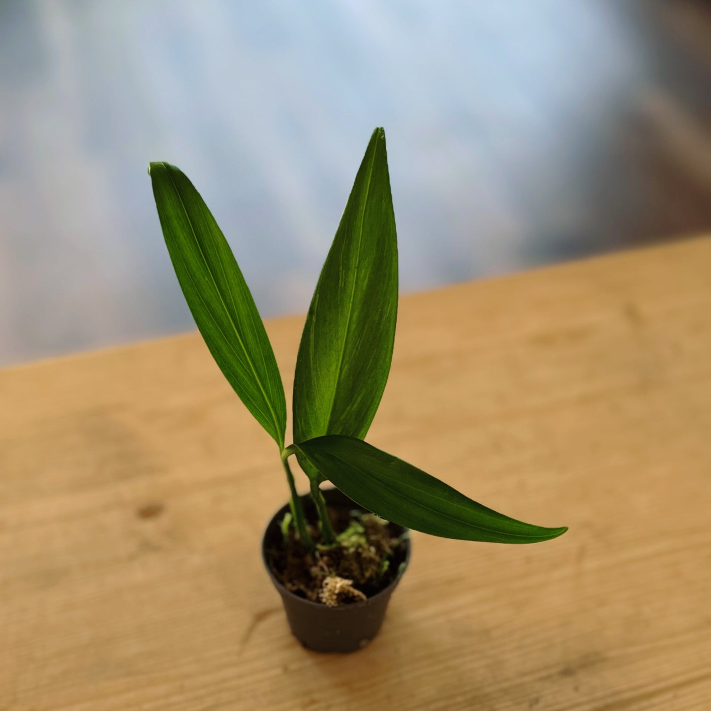 Epipremnum Amplissimum 'Silver Stripe' Steckling