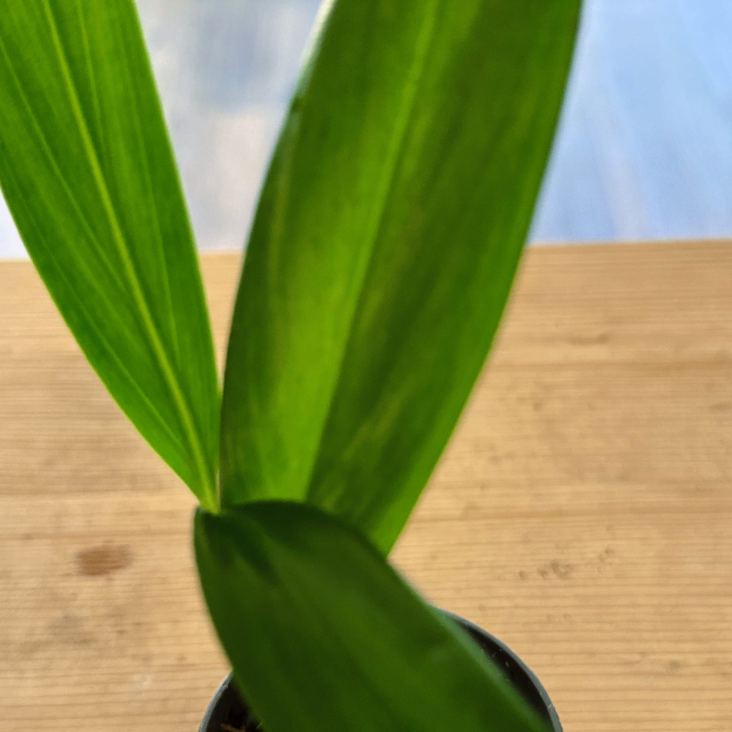 Epipremnum Amplissimum 'Silver Stripe' Steckling