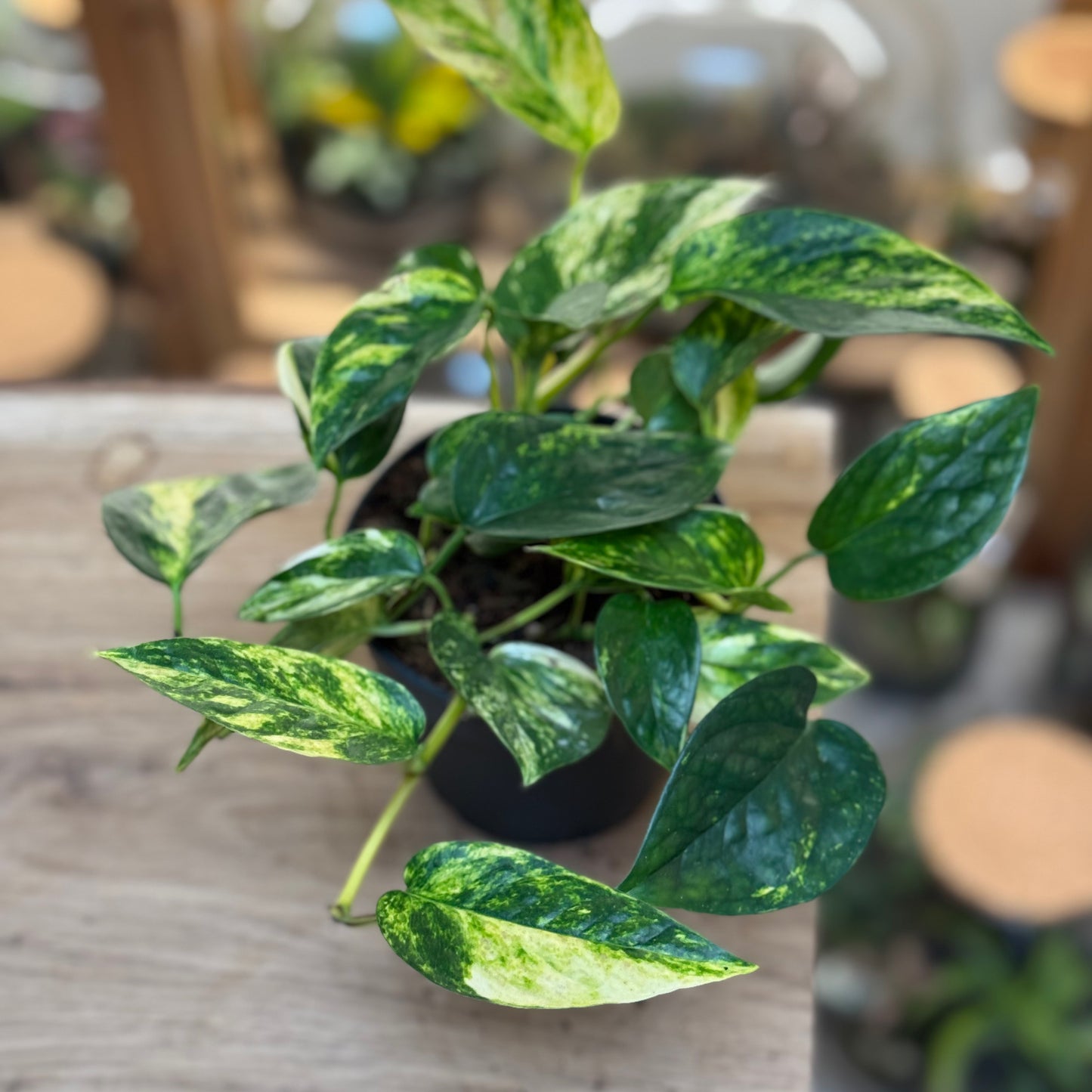 Epipremnum aureum 'Churchill Gold' | Goldene Efeutute