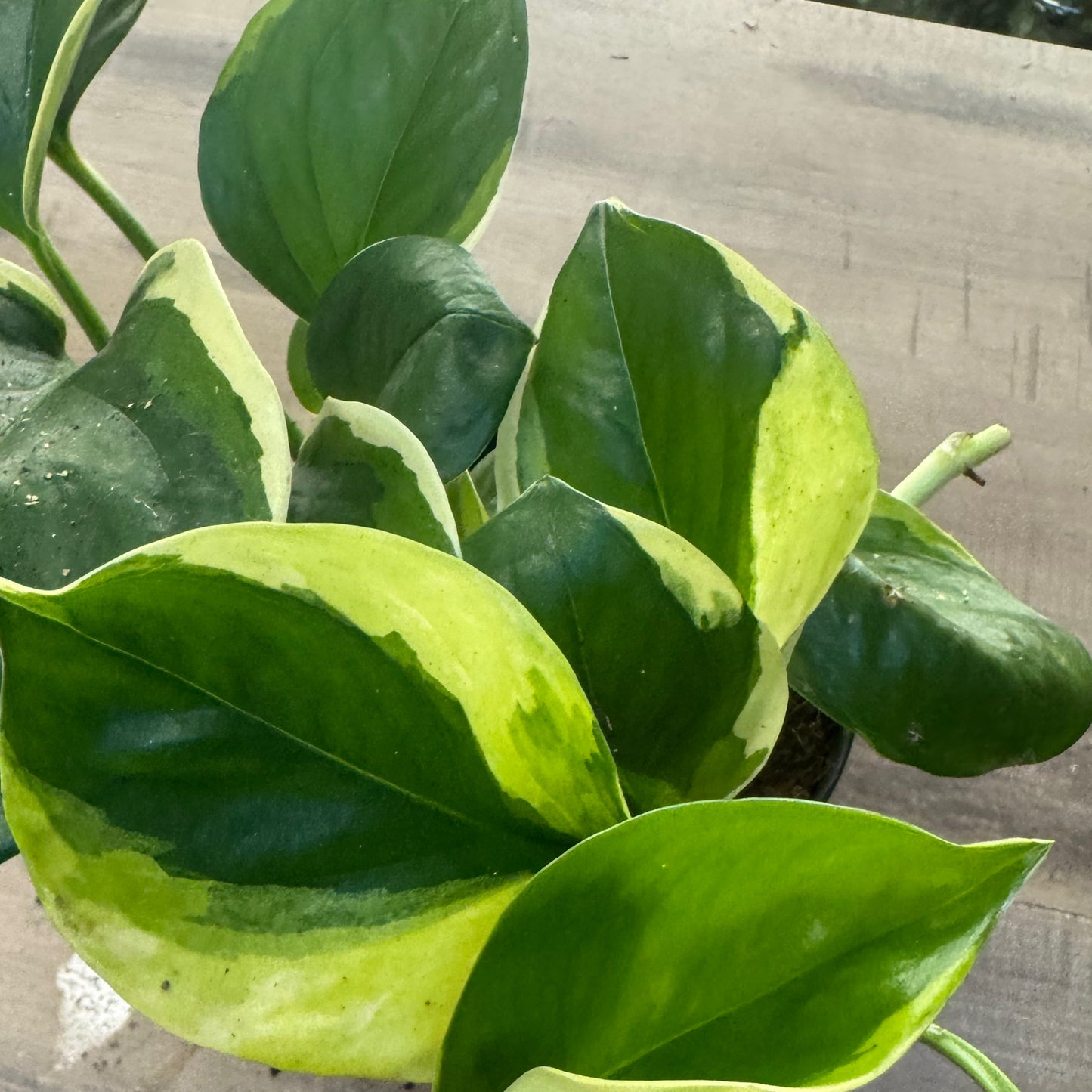 Epipremnum aureum 'Poonsin'