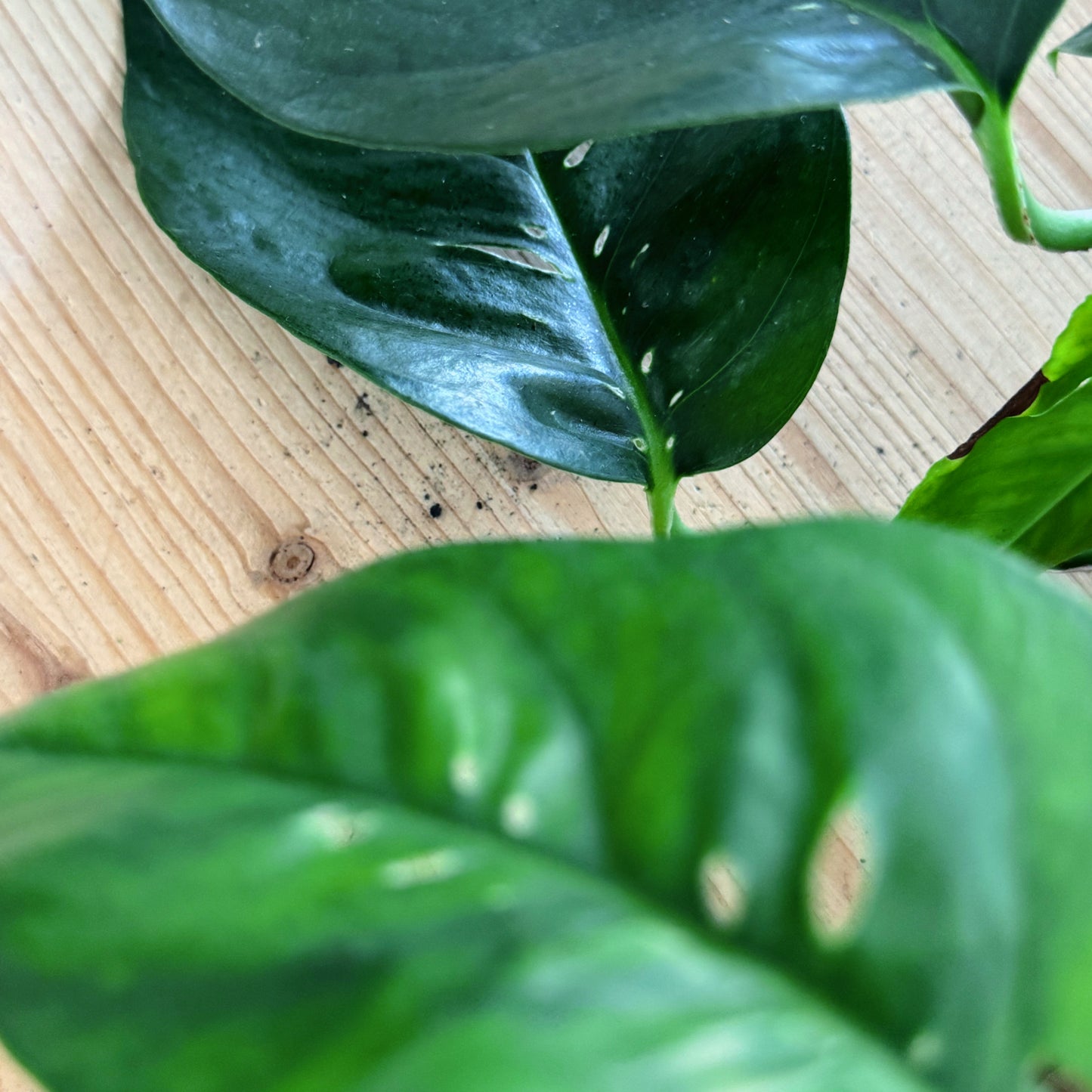 Epipremnum pinnatum 'Blue Form'
