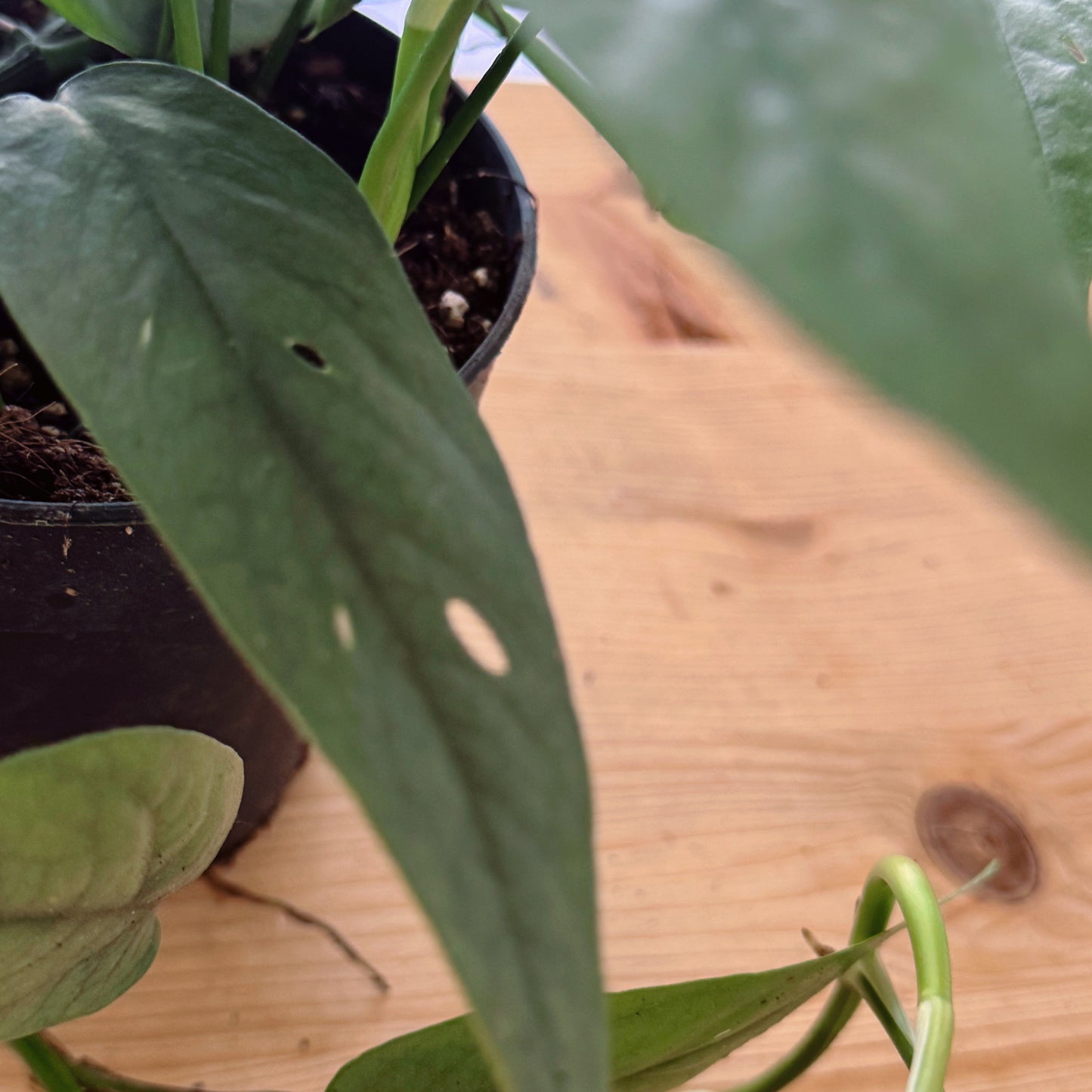Epipremnum pinnatum 'Cebu Blue'