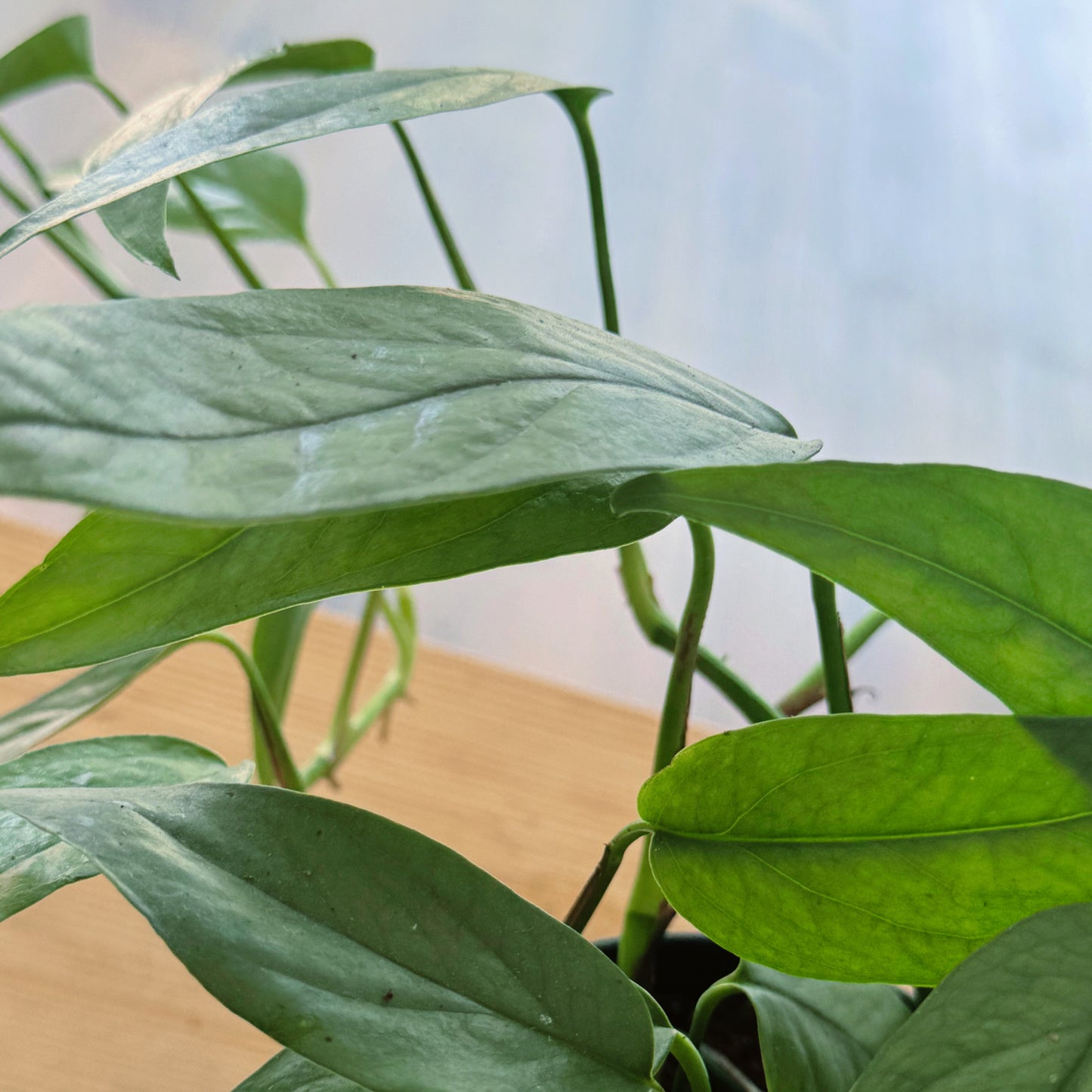 Epipremnum pinnatum 'Cebu Blue'