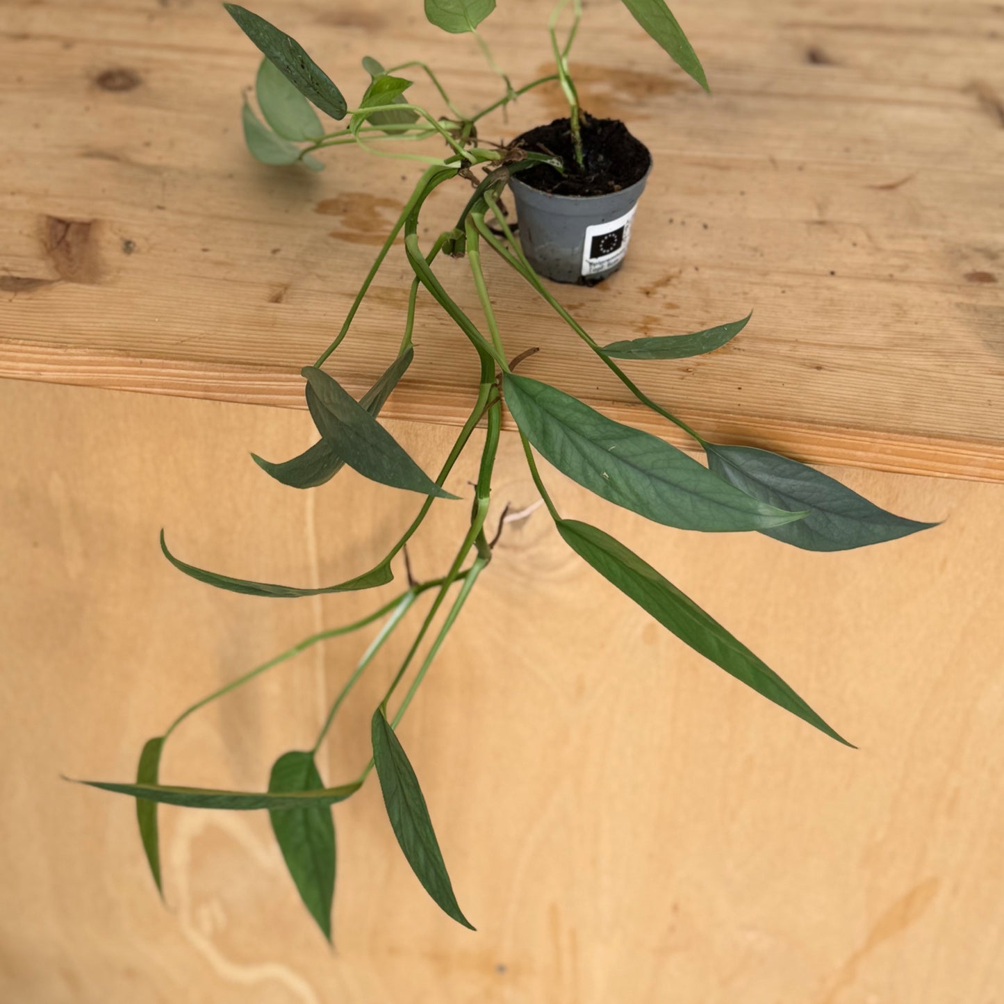 Epipremnum pinnatum 'Cebu Blue'