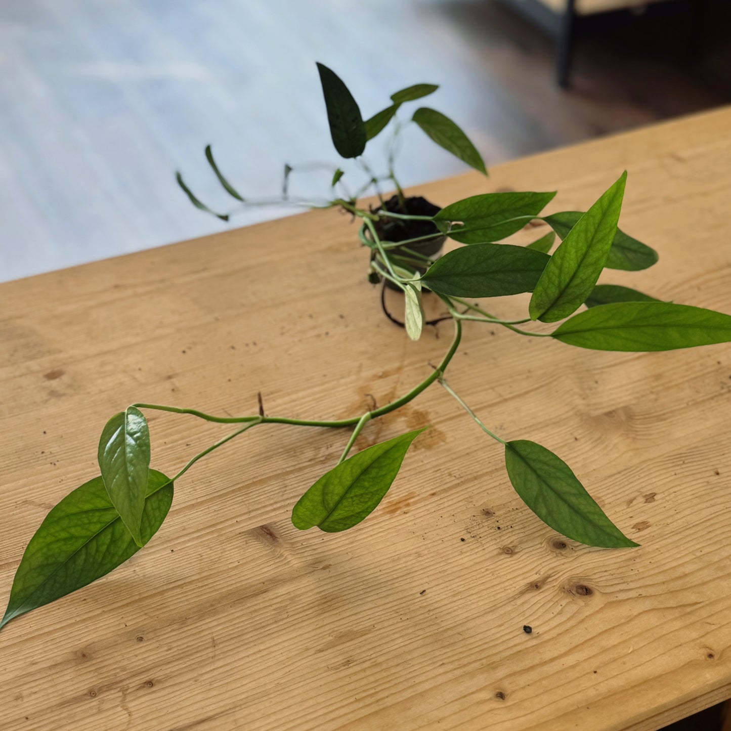 Epipremnum pinnatum 'Cebu Blue'