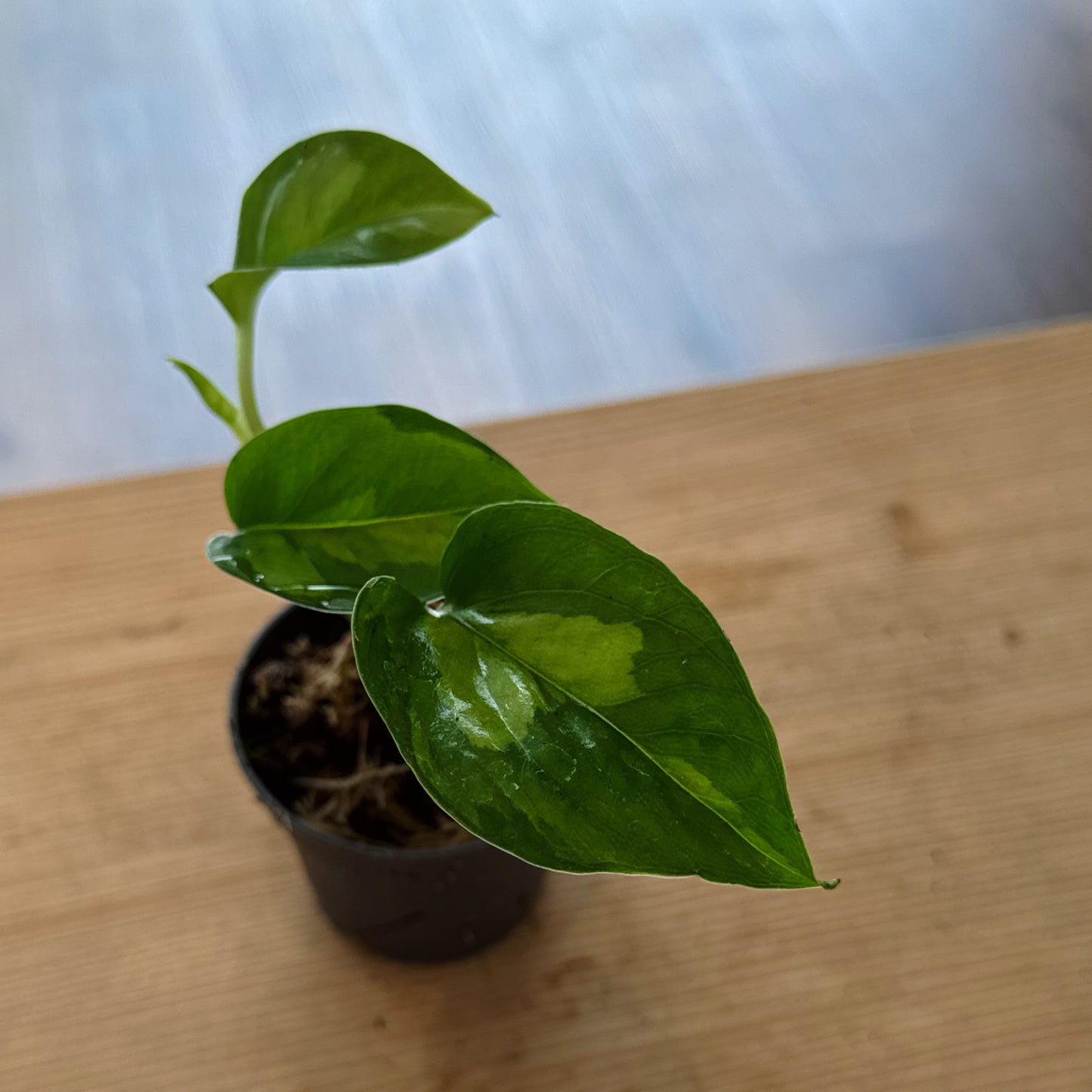Epipremnum pinnatum 'Global Green' Steckling