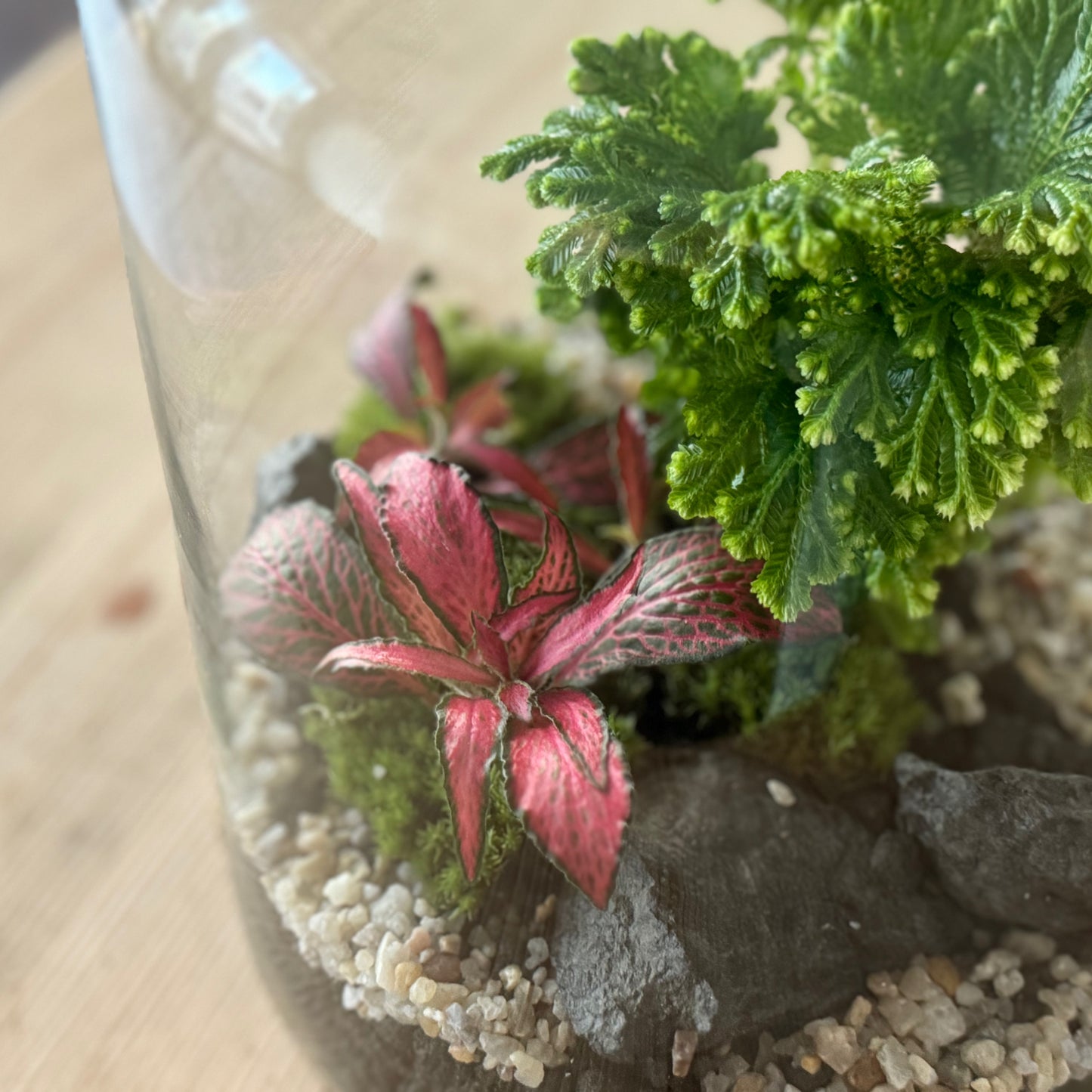 Flaschengarten DIY Set No36 Selaginella martensii x Fittonia