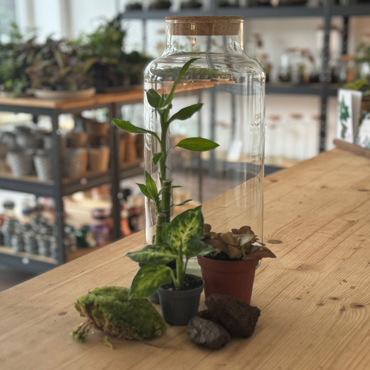 Flaschengarten DIY Set No38 - Dracena braunii x Dieffenbachia 'Mars' x Fittonia ‚Joly Josan‘
