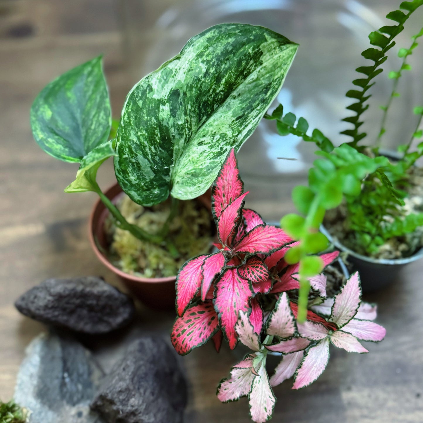 Rarität - Flaschengarten DIY-Set No71 - Scindapsus Jade Satin Marble Variegata x Nephrolepis cord. duffy x Fitonia