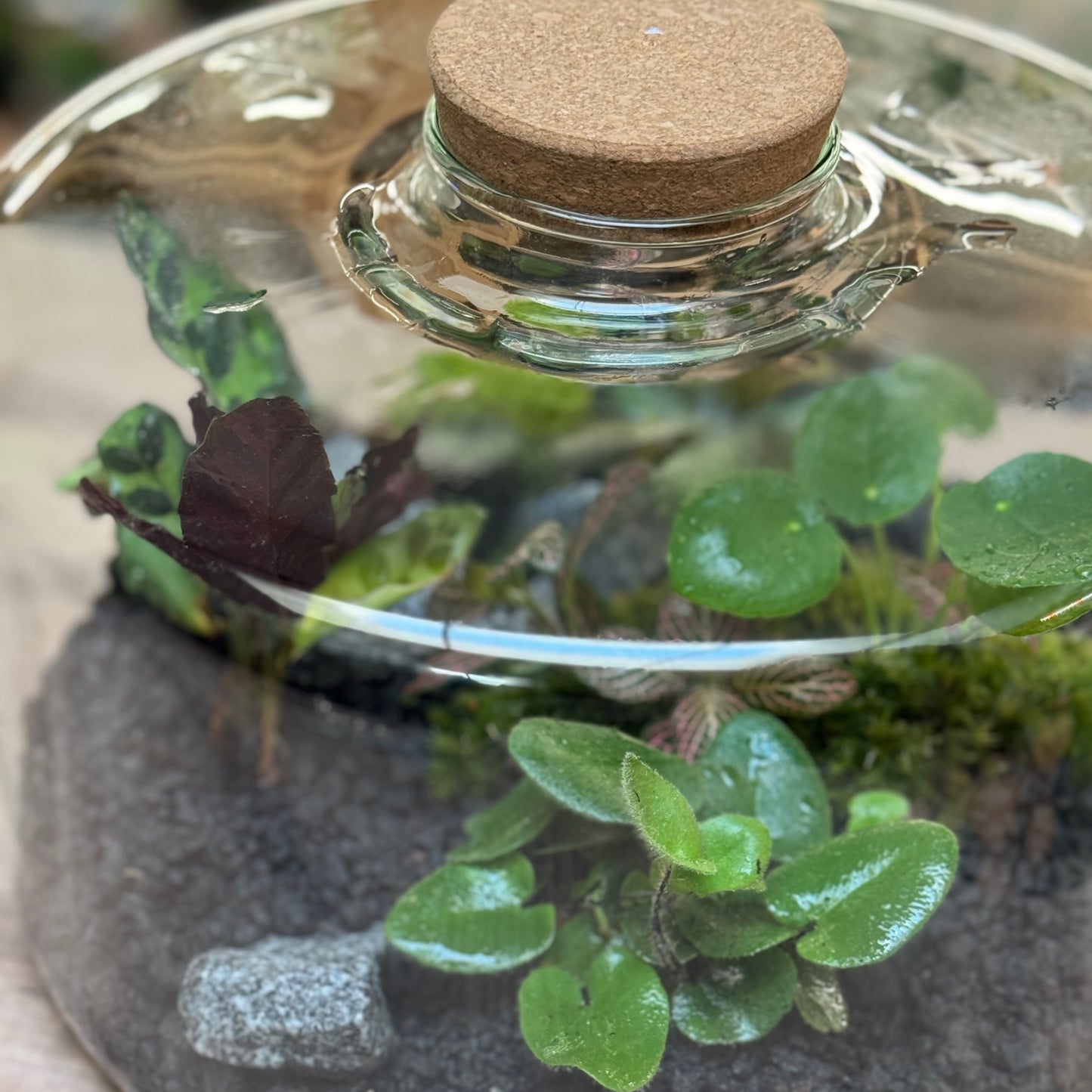 Flaschengarten DIY Set No101 - Hemionitis arifolia x pellionia repens x pilea peperomioides x Fittonia x Calathea lancifolia