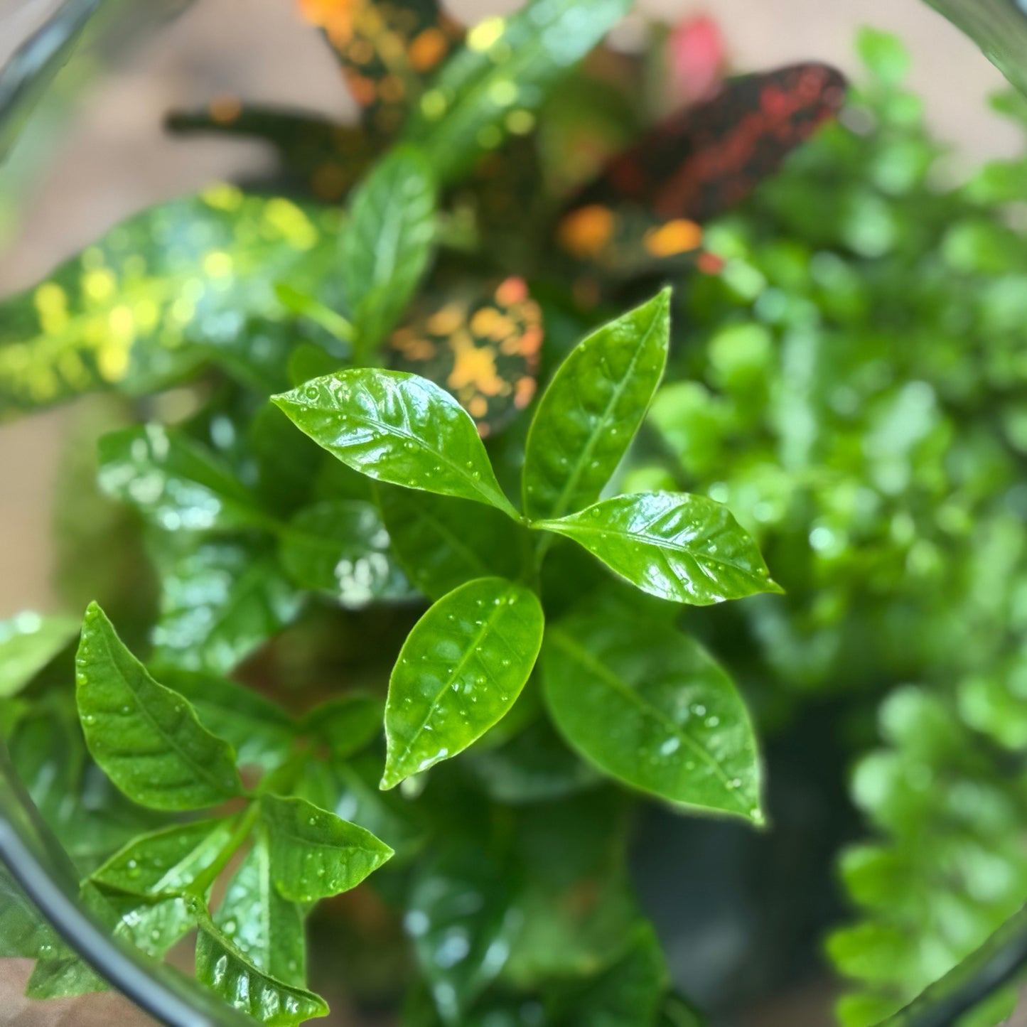 Flaschengarten DIY Set No105 - Codiaeum 'Bush on Fire' x Coffea arabica x Asplenium 'Parvati' x Fittonia 'Mosaik Skeleton'