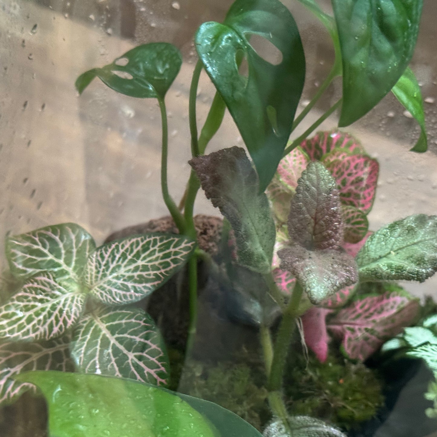 Flaschengarten DIY Set No113 Monstera x Philodendron 'Brasil' x Episcia cuperata x Fittonia
