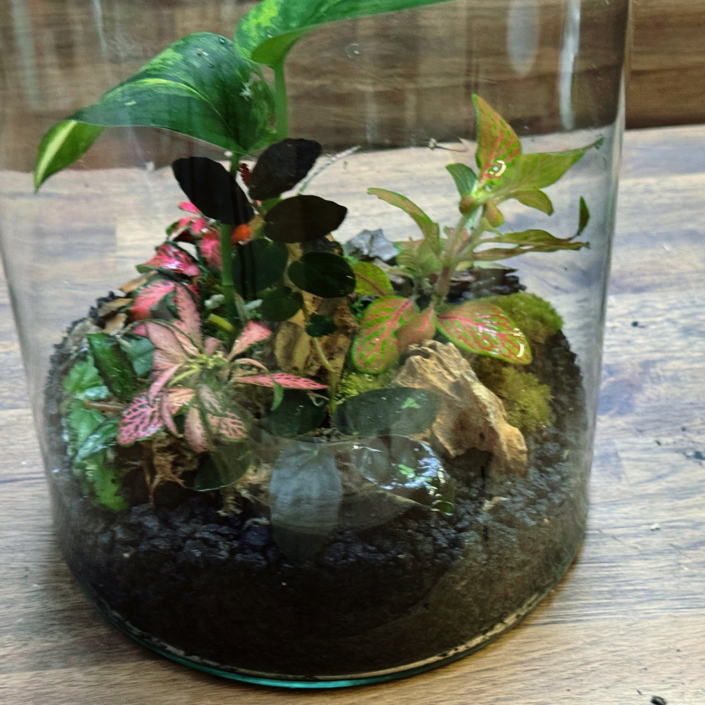 Flaschengarten DIY Set No115 - Scindapsus 'Jade Satin Variegata' x Pellionia repens x Fittonia Mix