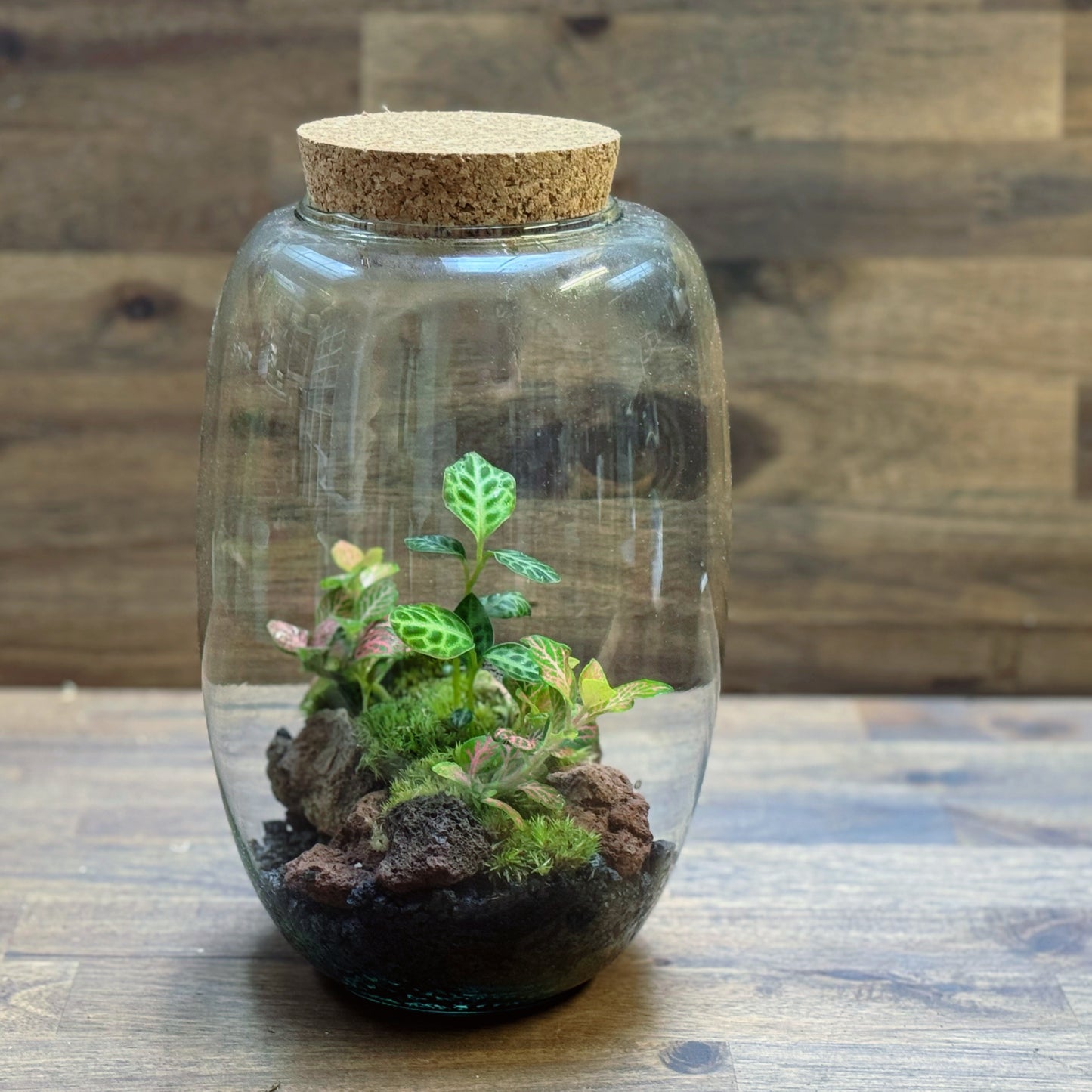 Flaschengarten DIY Set No116 - Labisia 'Turtle Back' x Fittonia 'Salmon Ruby Lime'