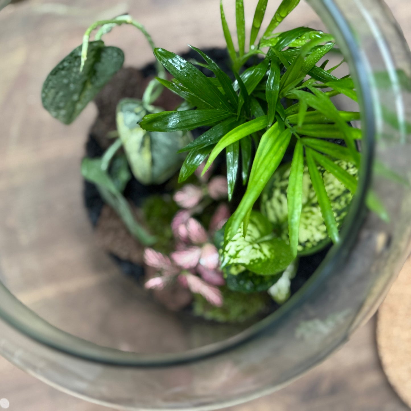 Flaschengarten DIY Set No117 - Scindapsus 'Peasun Variegata' x Chamaedorea elegans x Aglaonema 'Snow White' x Fittonia