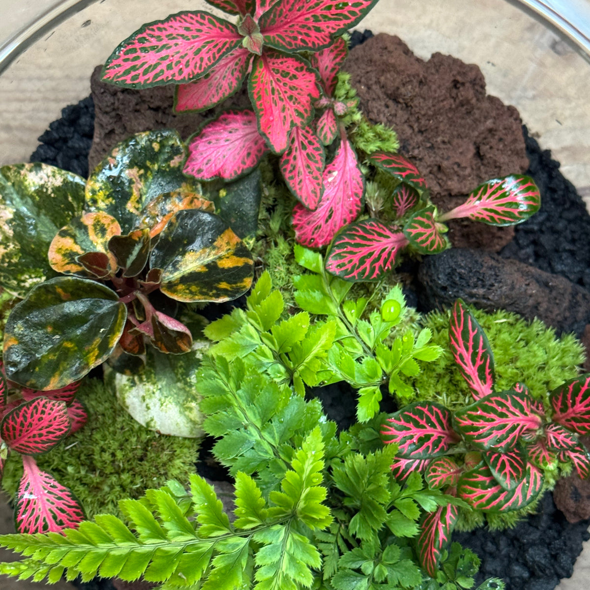 Flaschengarten DIY Set No121 - Peperomia Crème Brûlée x Rumohra adiantiformis x Fittonia