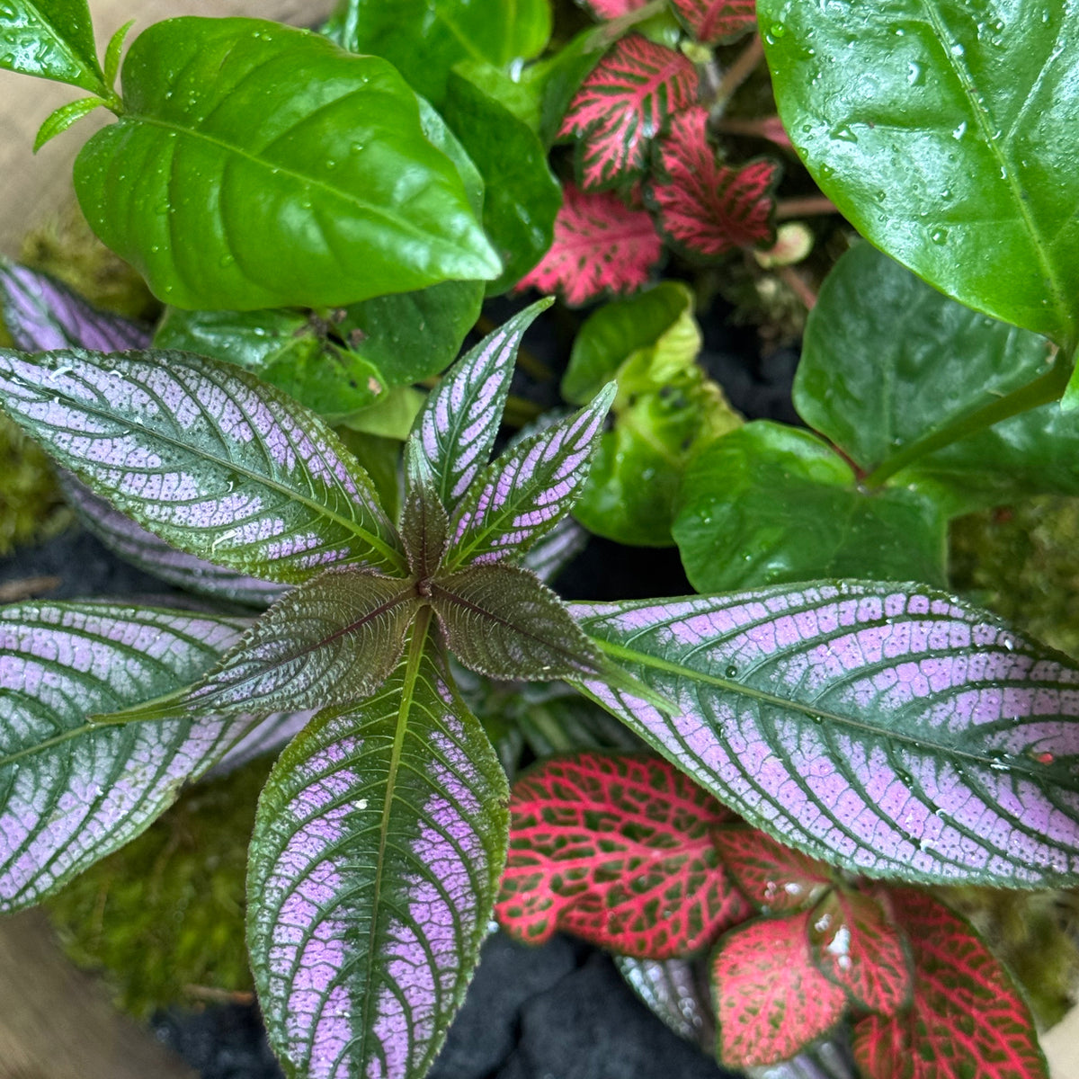 Flaschengarten DIY Set No122 - Strobilanthes dyeriana x Coffea arabica x Fittonia