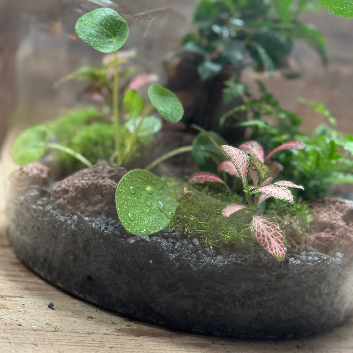 Flaschengarten DIY Set No124 - Ficus microcarpa 'Ginseng' x Pilea peperomioides x Polystichum tsus-simense x Fittonia