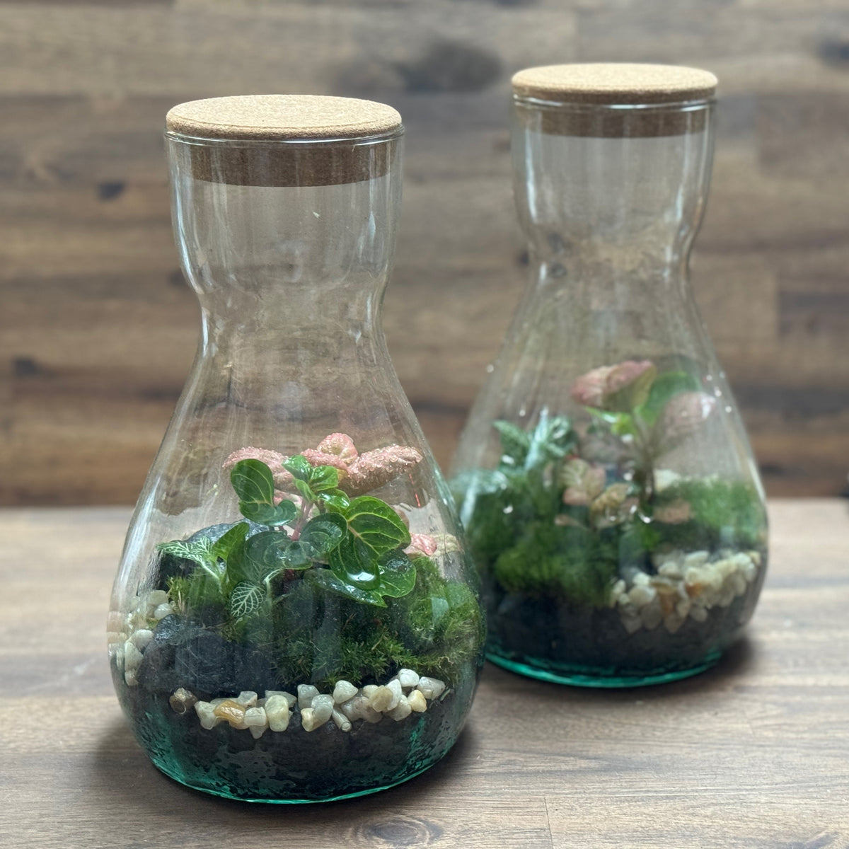Flaschengarten DIY Set No126 - Iresine herbsitt X Fittonia