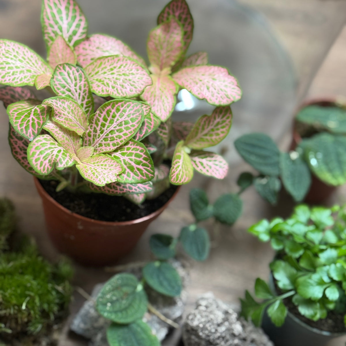 Flaschengarten DIY Set No129 - Rhaphidophora tenuis 'Silver' x Asplenium 'Parvati' x Fittonia