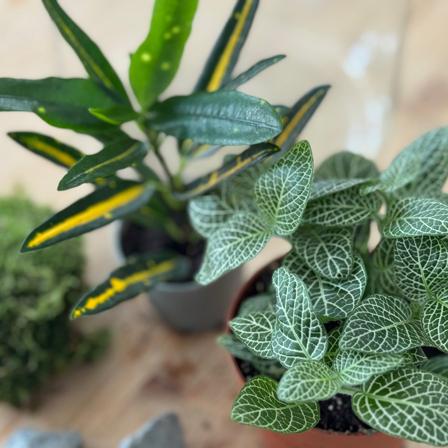 Flaschengarten DIY Set No49 - Codiaeum 'Sunny Star' x Fittonia 'Mini White'